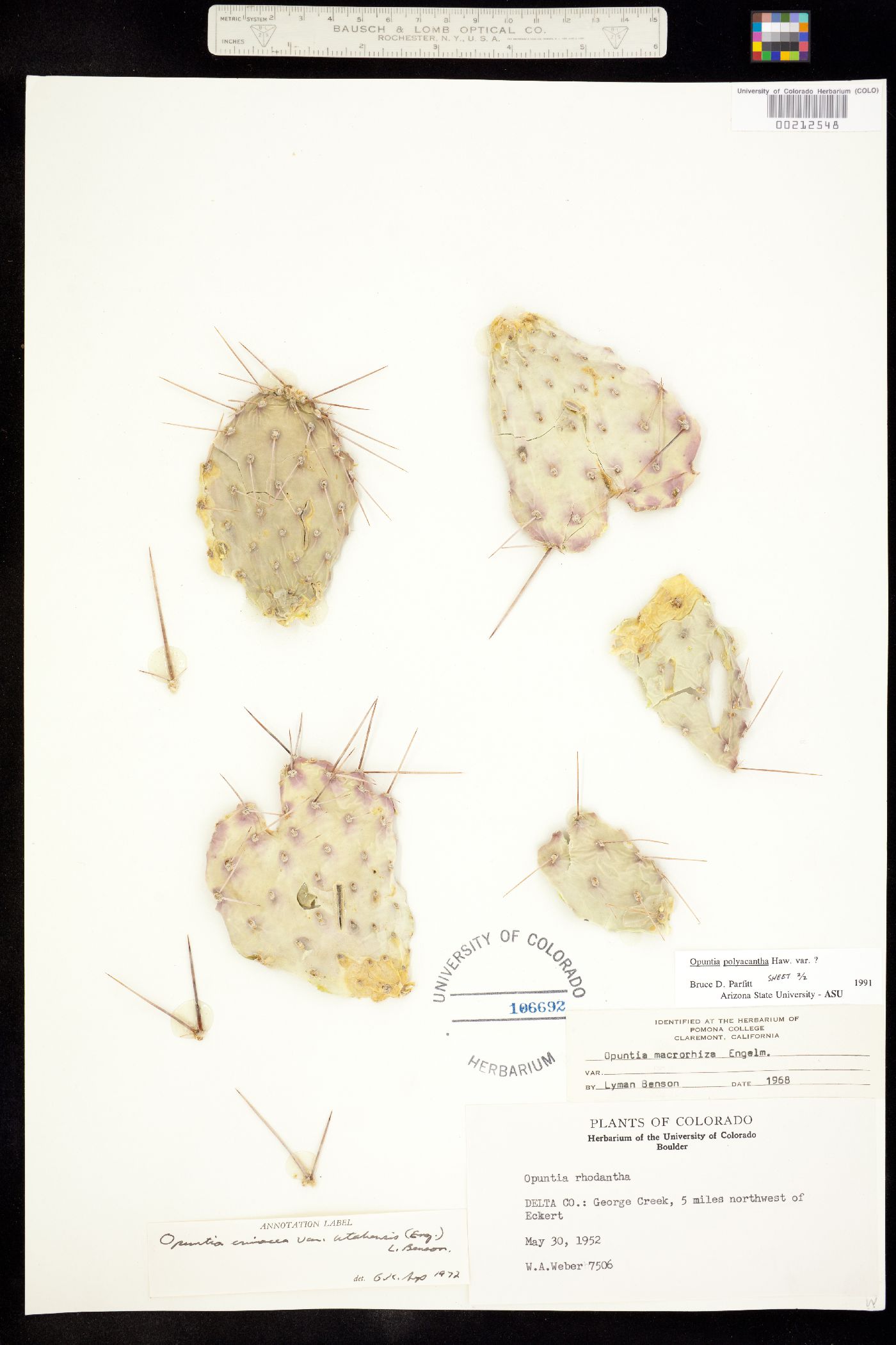 Opuntia image