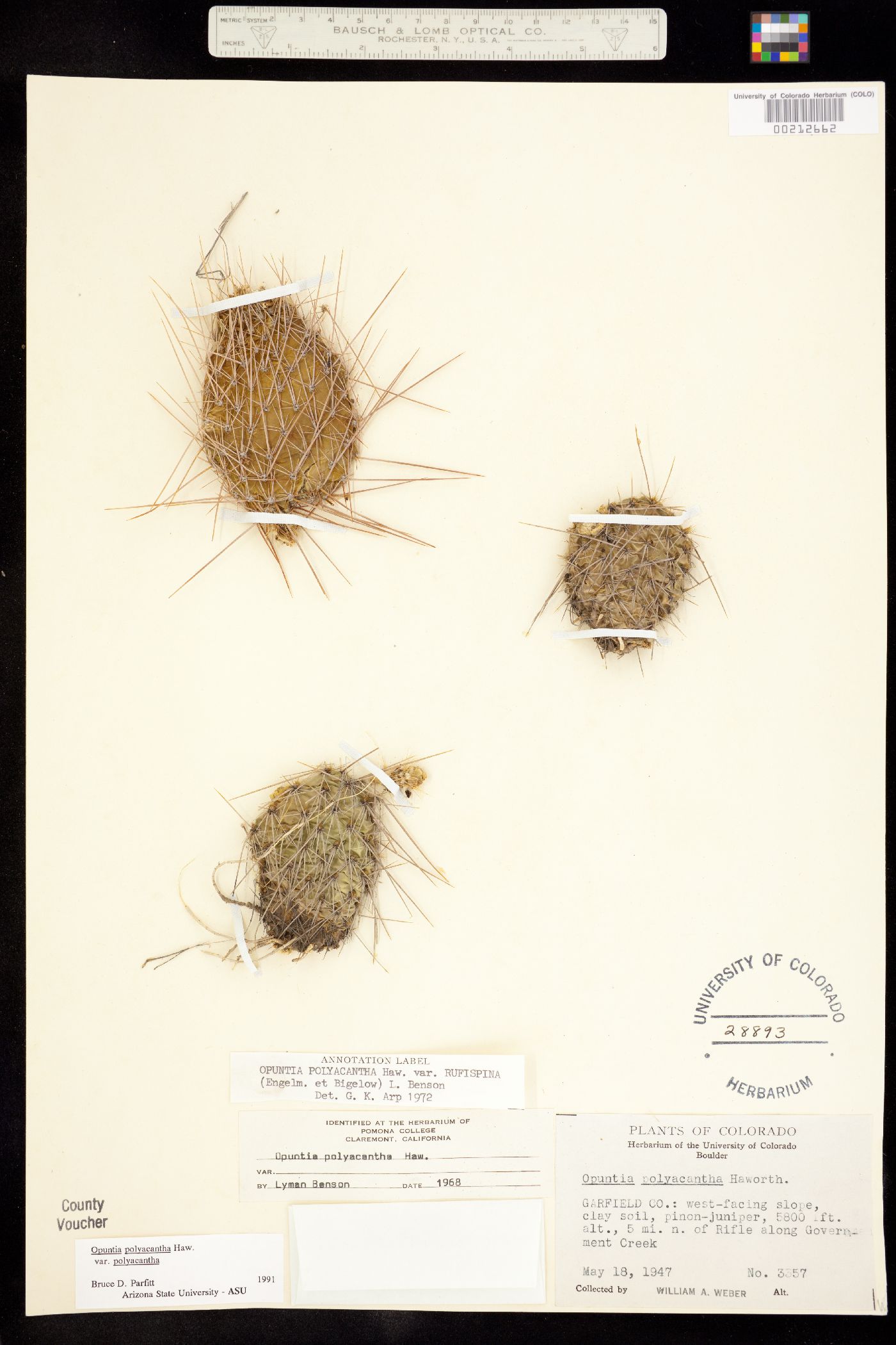 Cactaceae image