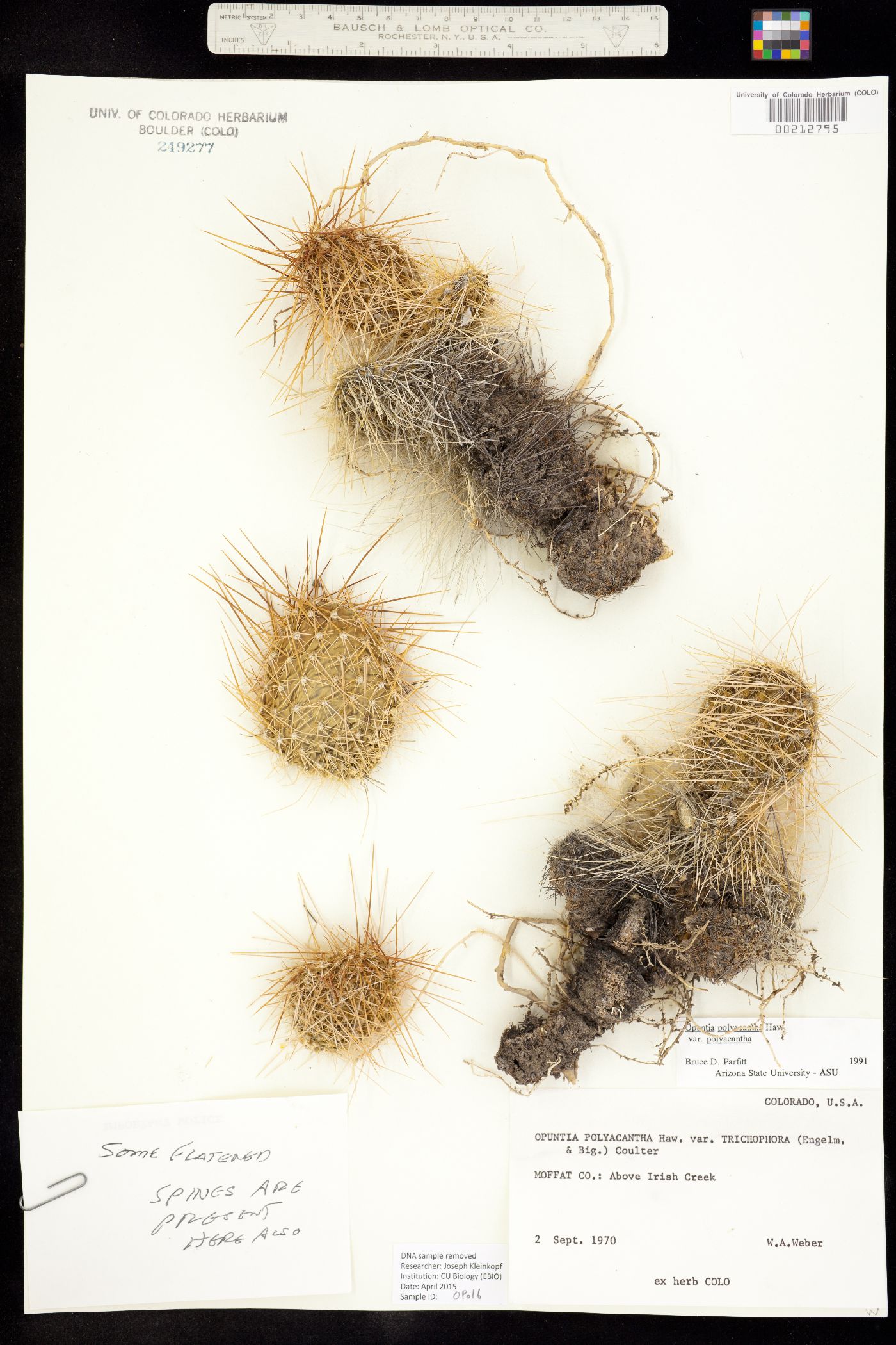 Opuntia image