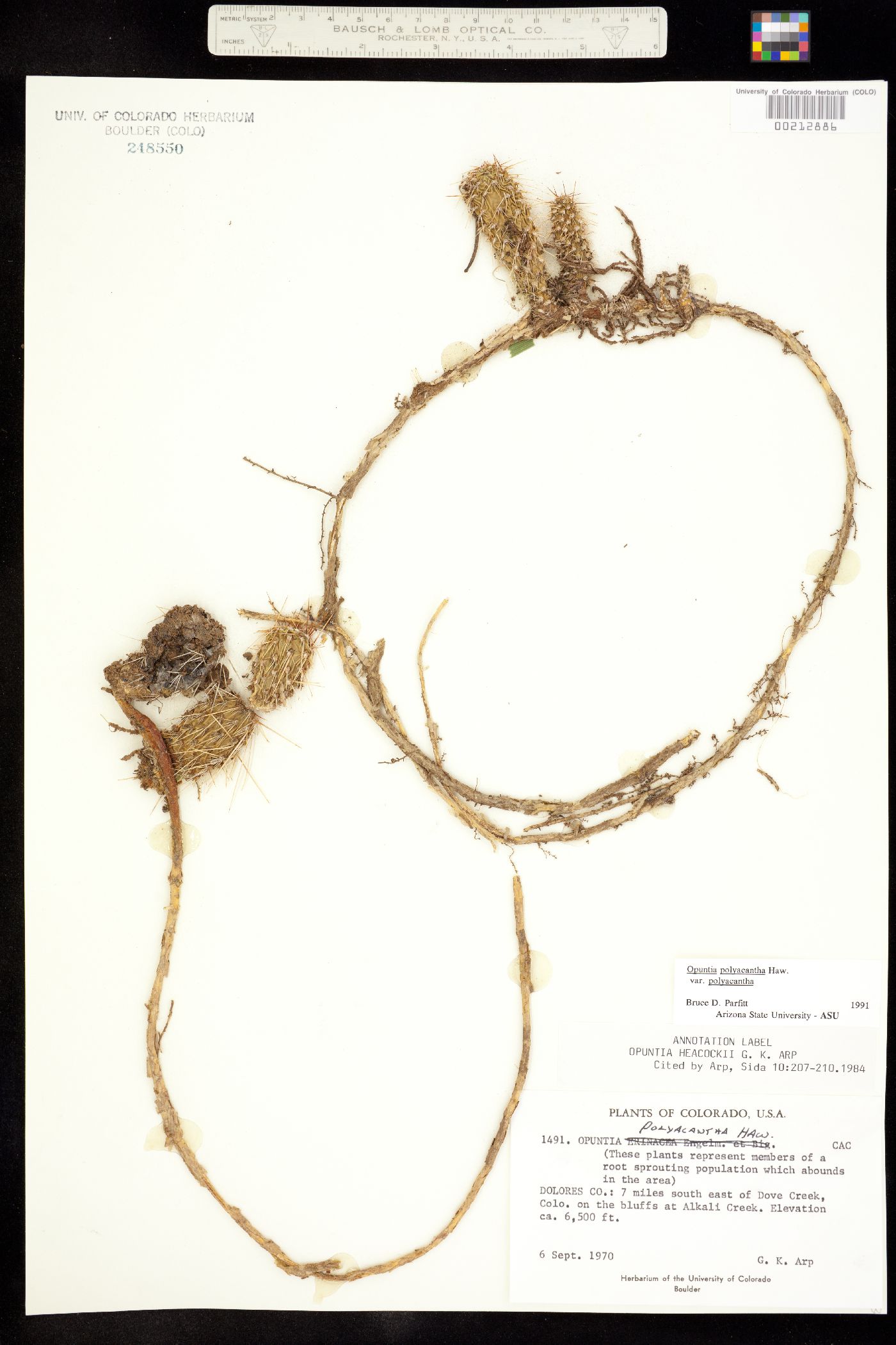 Opuntia image