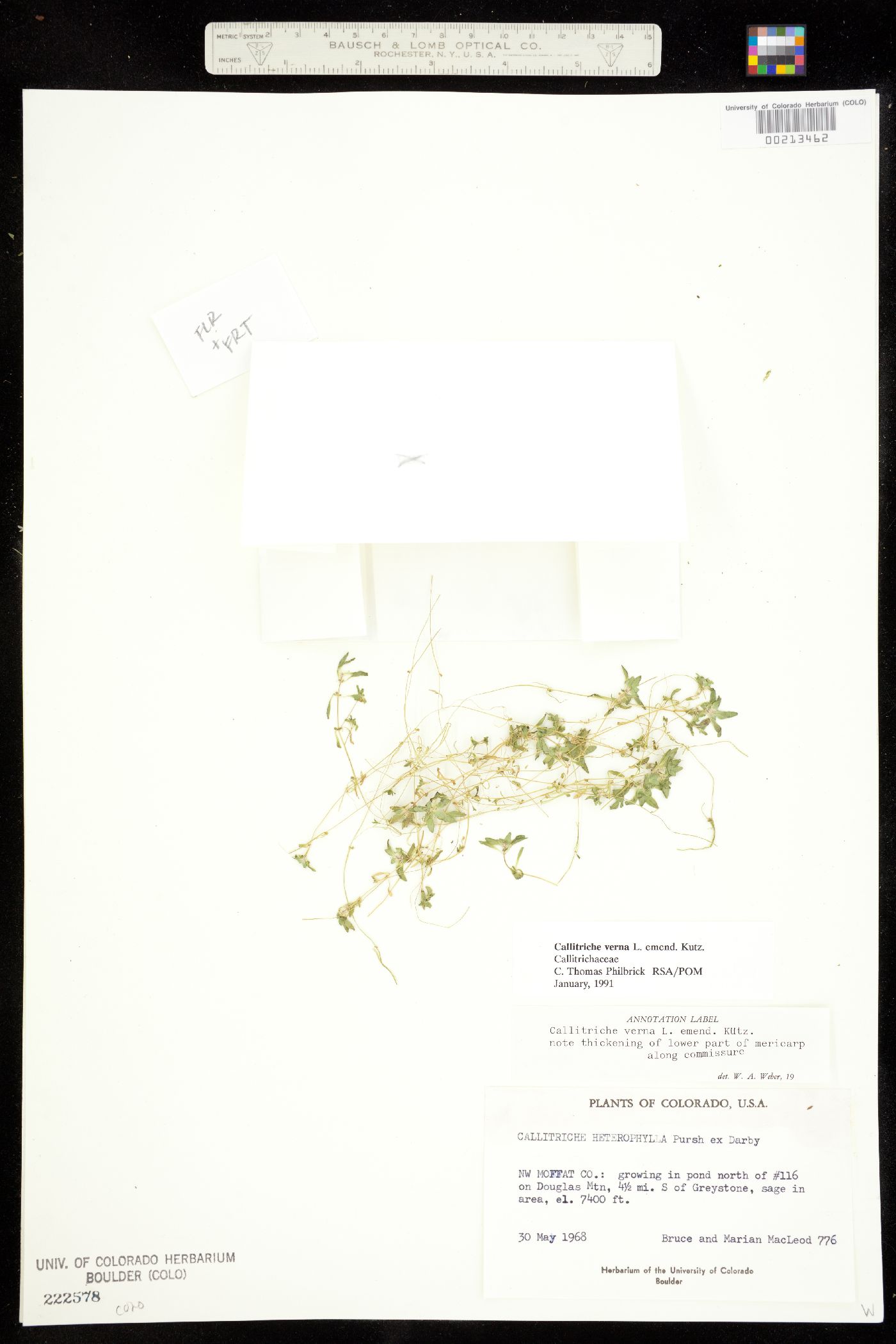 Callitrichaceae image