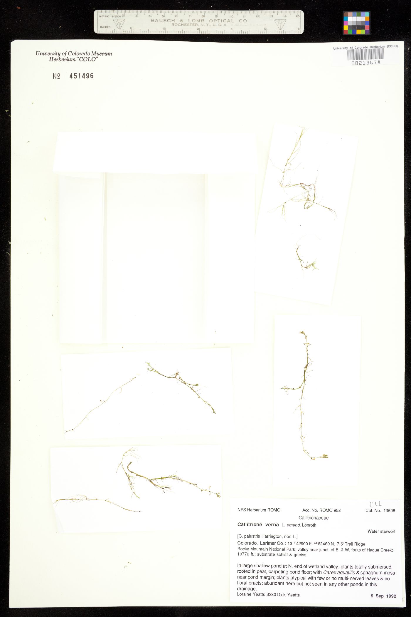 Callitriche image