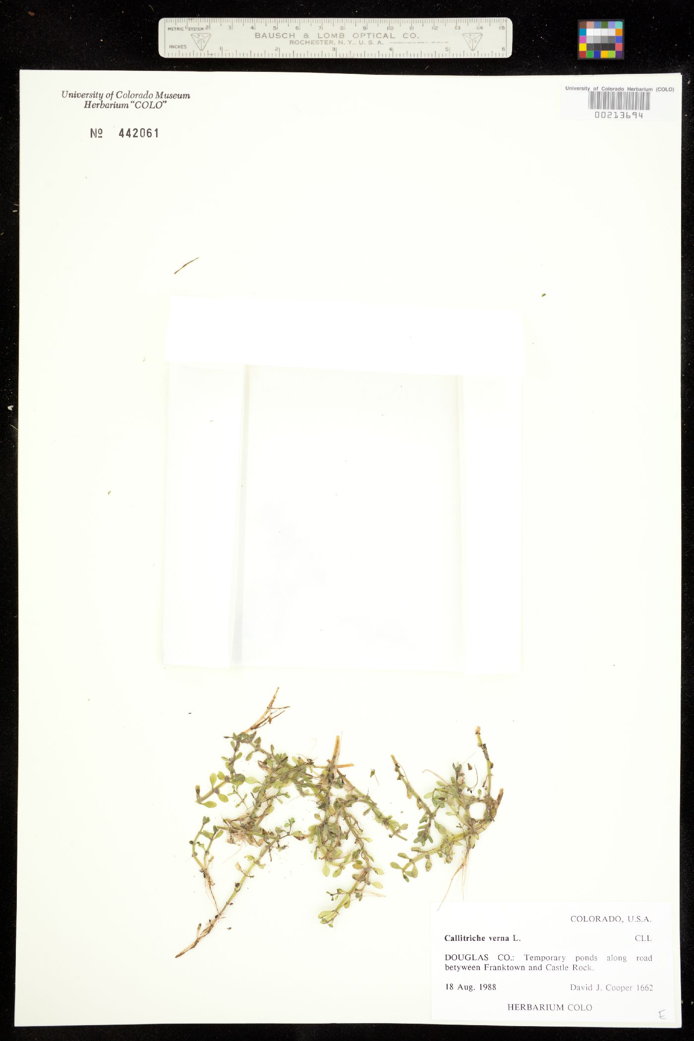 Callitriche palustris image