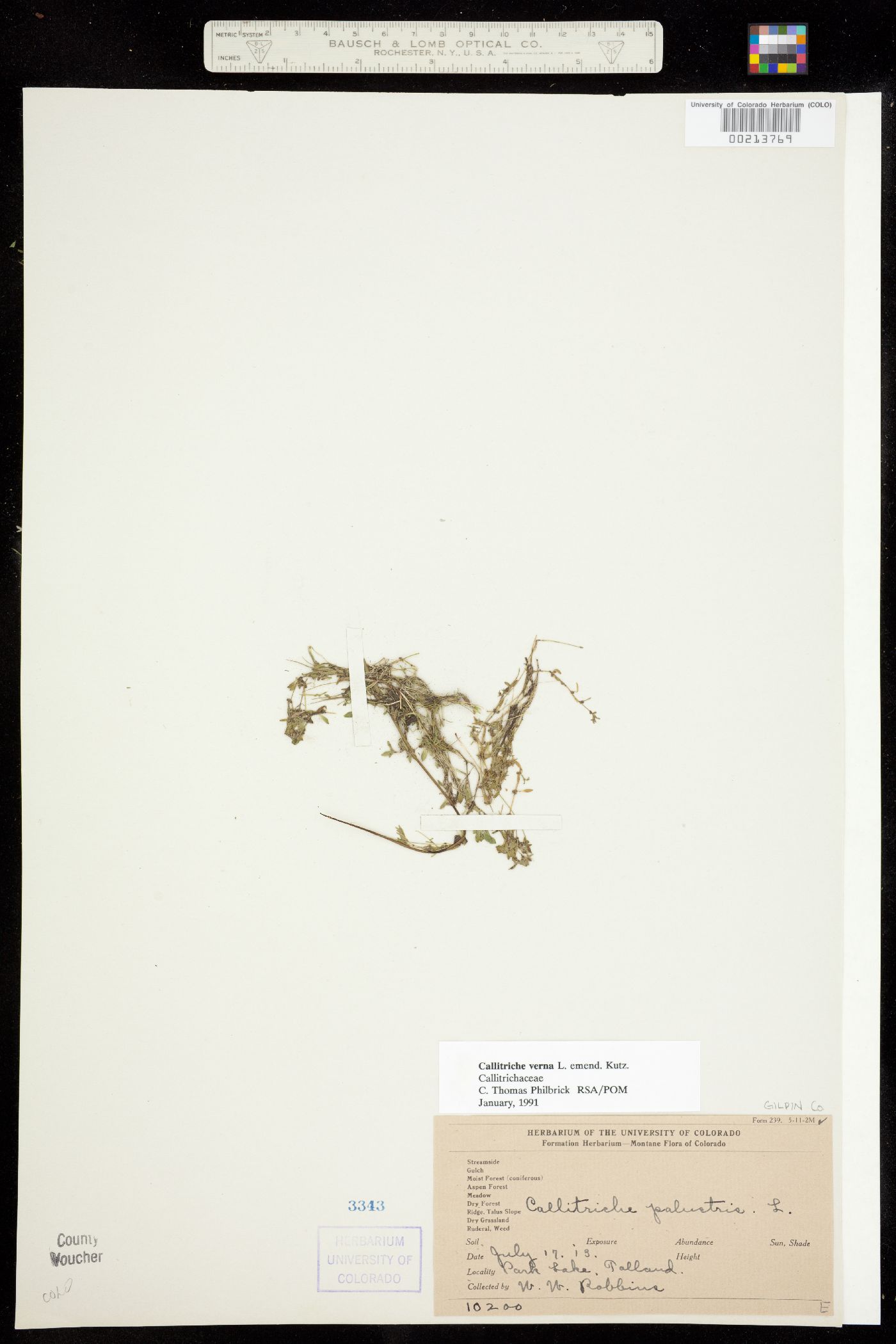 Callitriche image