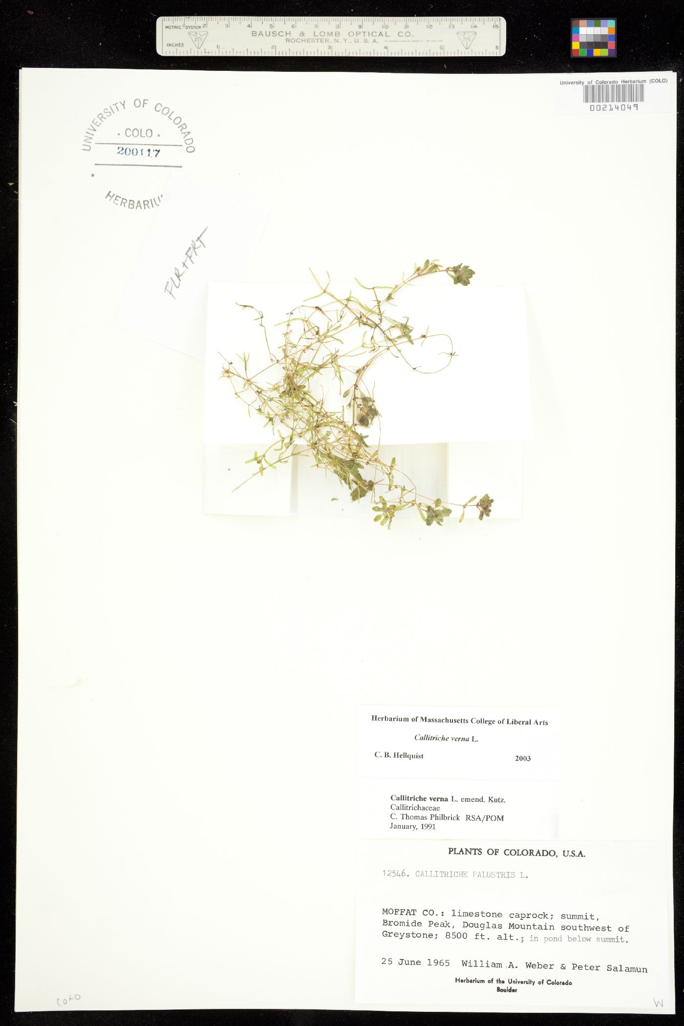 Callitriche palustris image