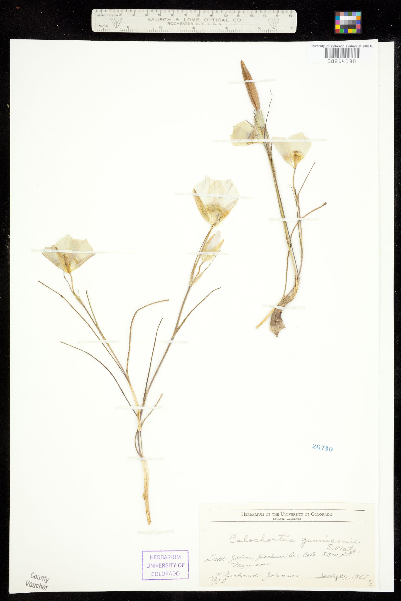 Calochortaceae image