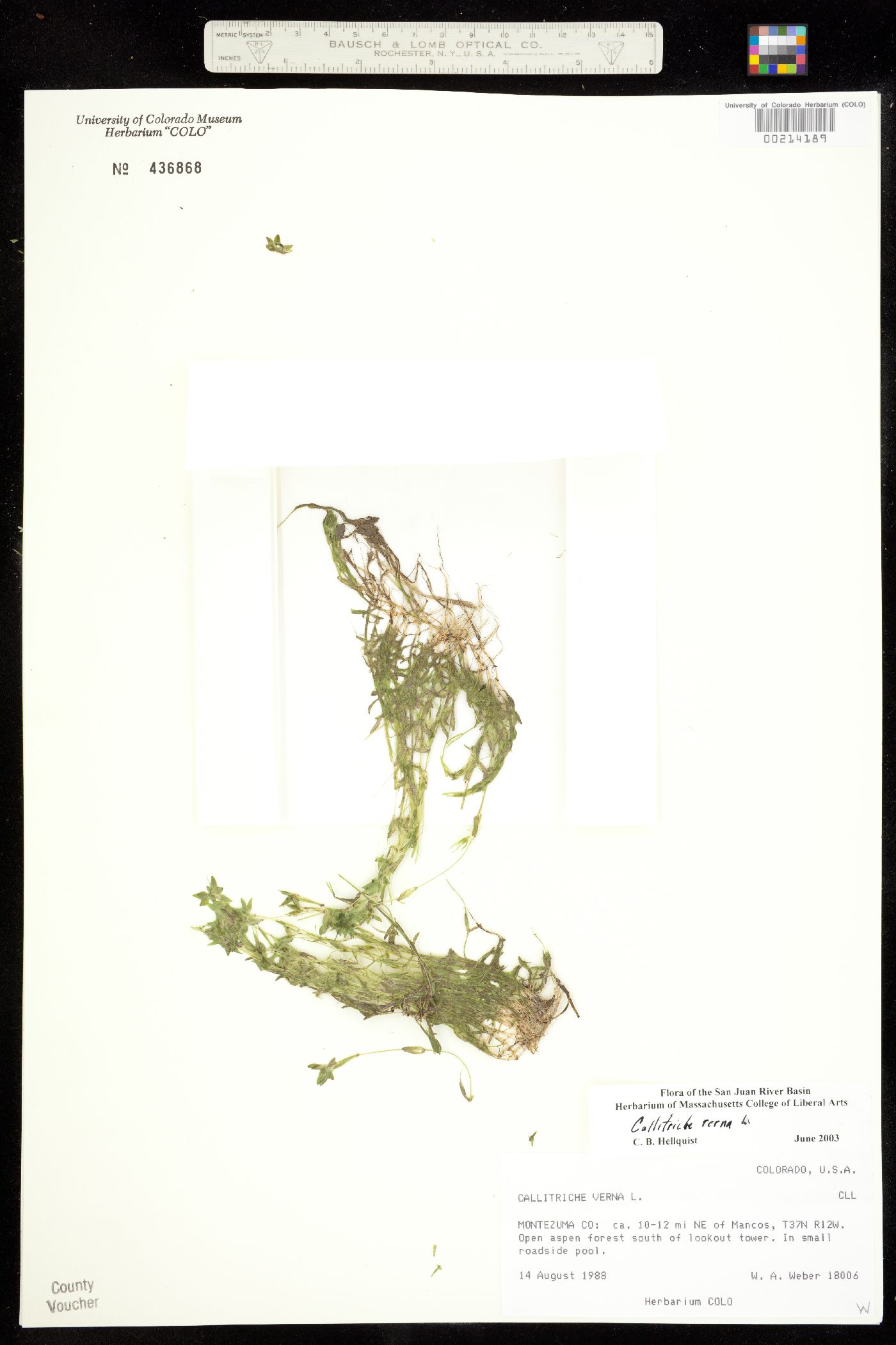 Callitrichaceae image