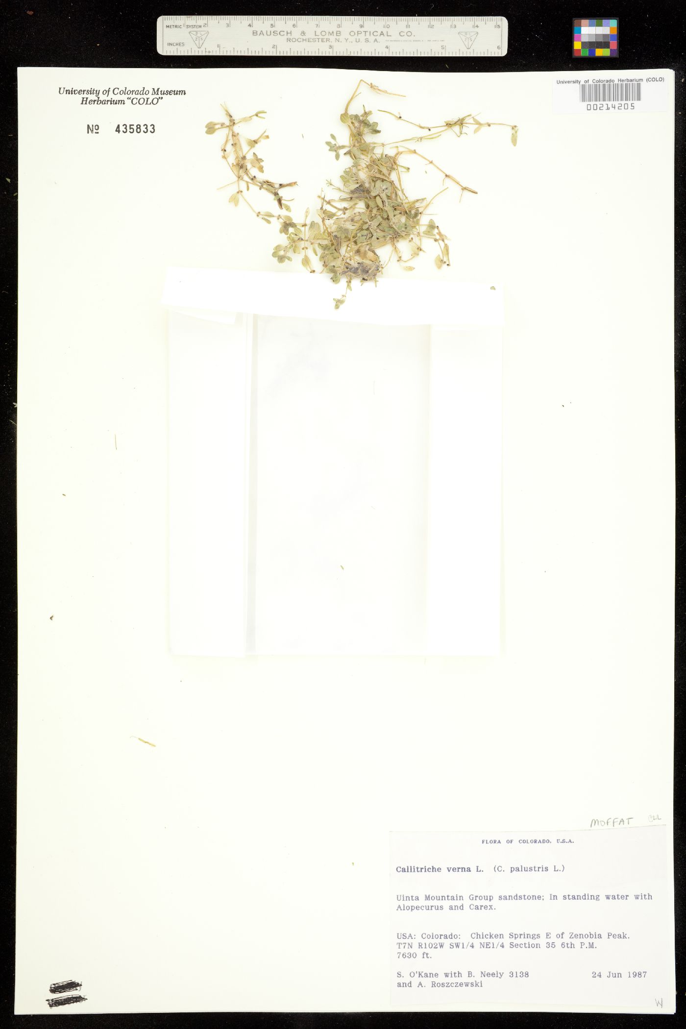Callitrichaceae image