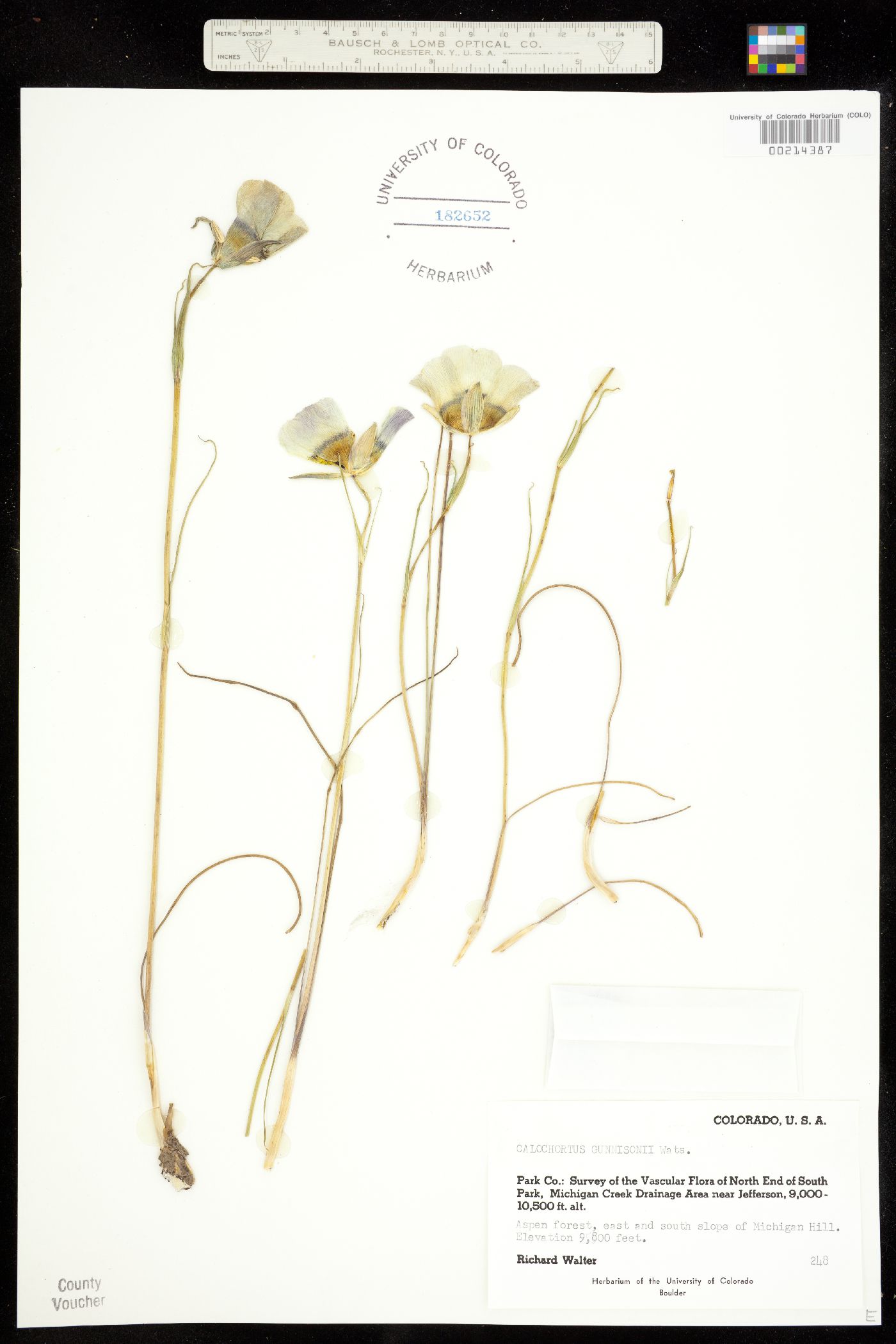 Calochortaceae image