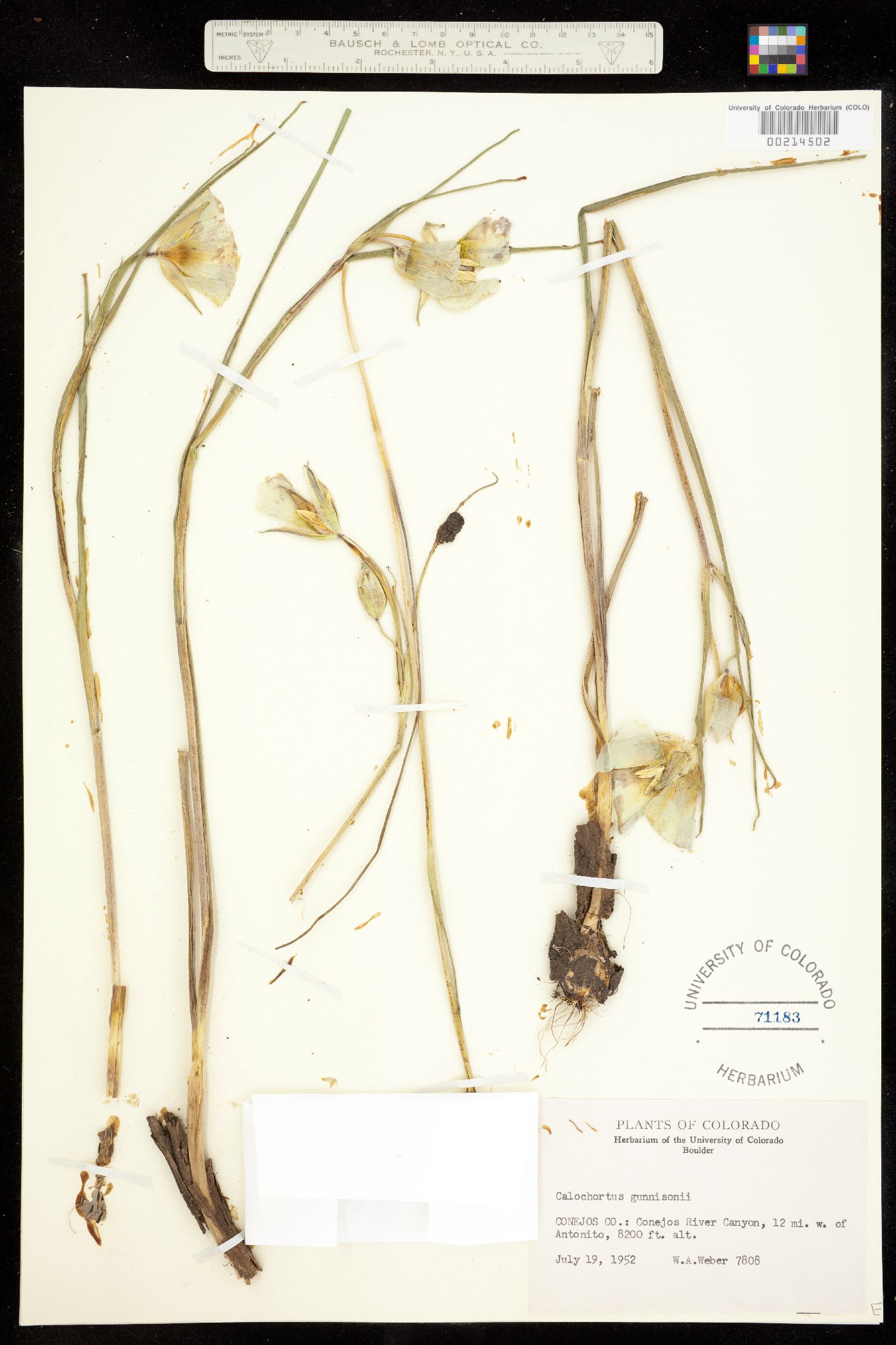 Calochortus gunnisonii image