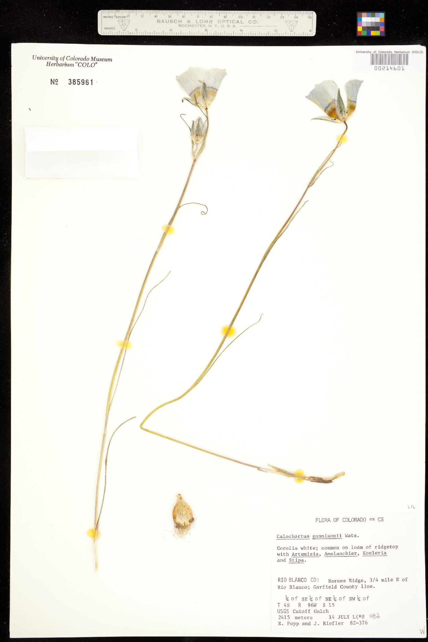 Calochortaceae image