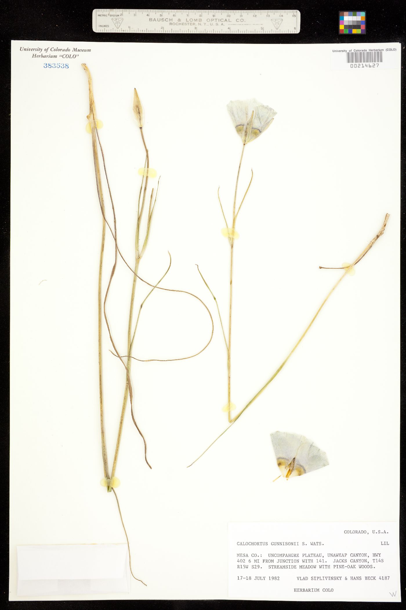 Calochortus image