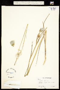 Calochortus gunnisonii image