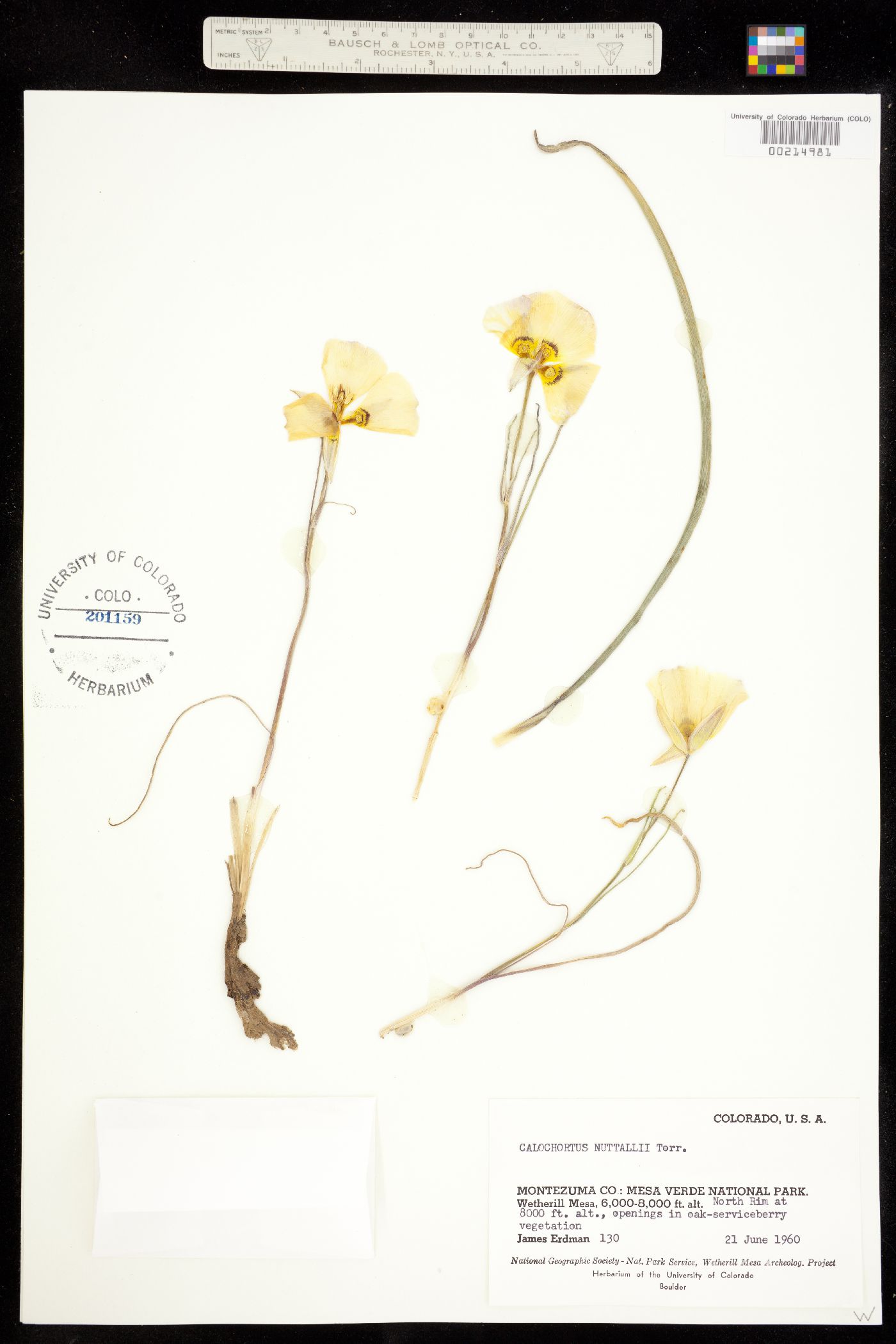 Calochortus nuttallii image