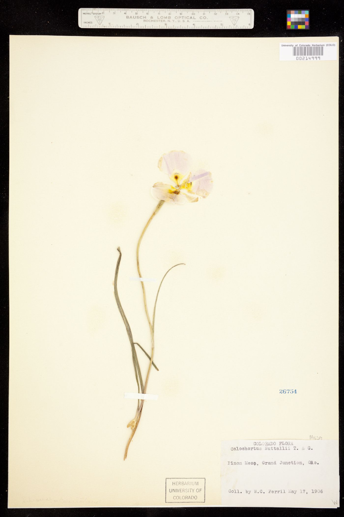 Calochortus image