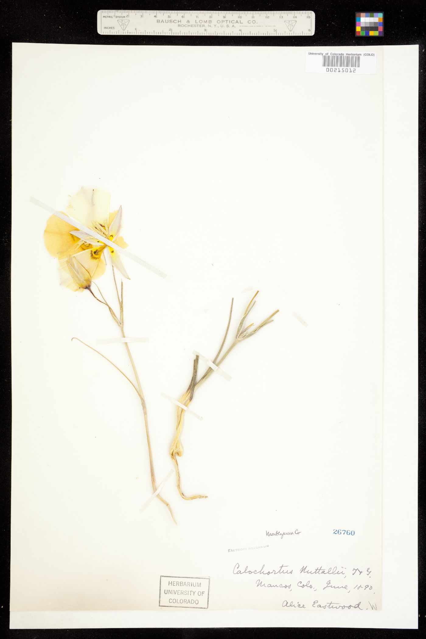 Calochortus nuttallii var. nuttallii image