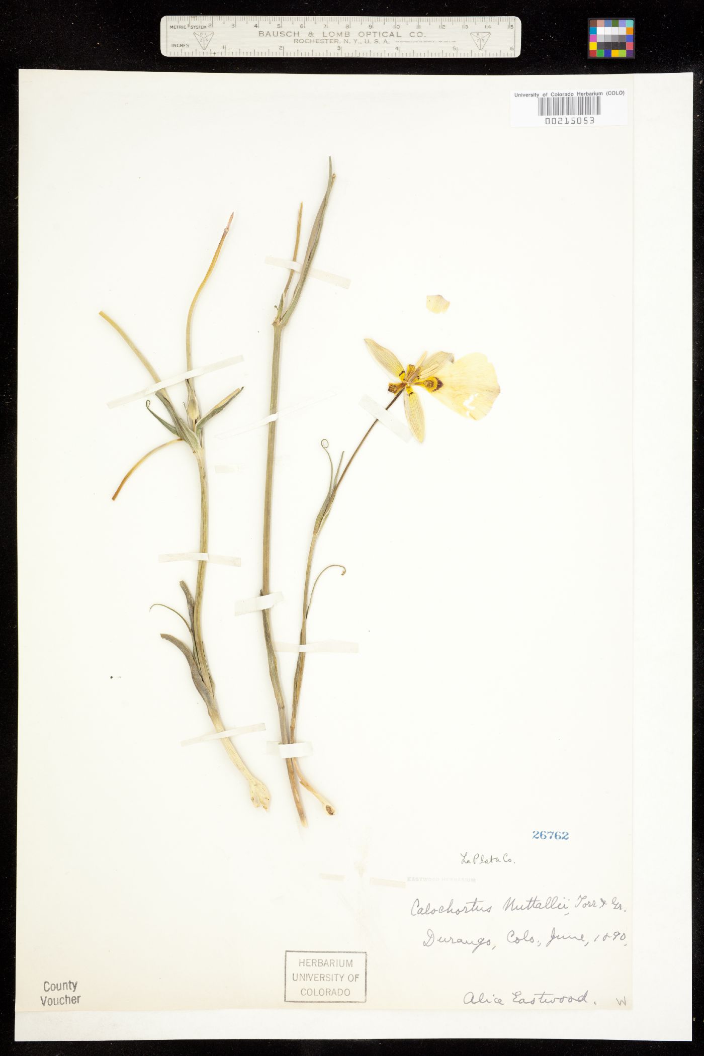 Calochortus nuttallii image