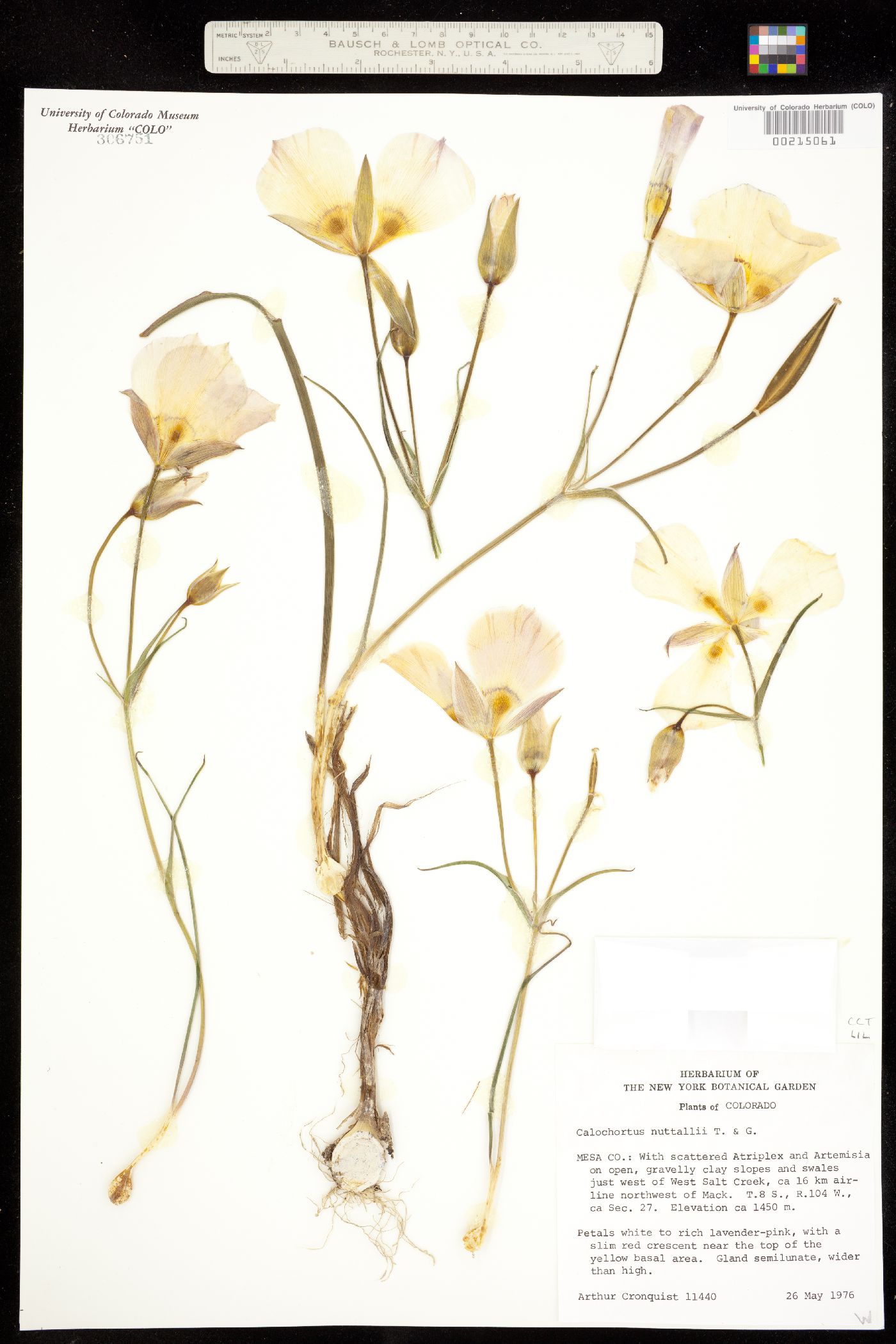 Calochortus ciscoensis image