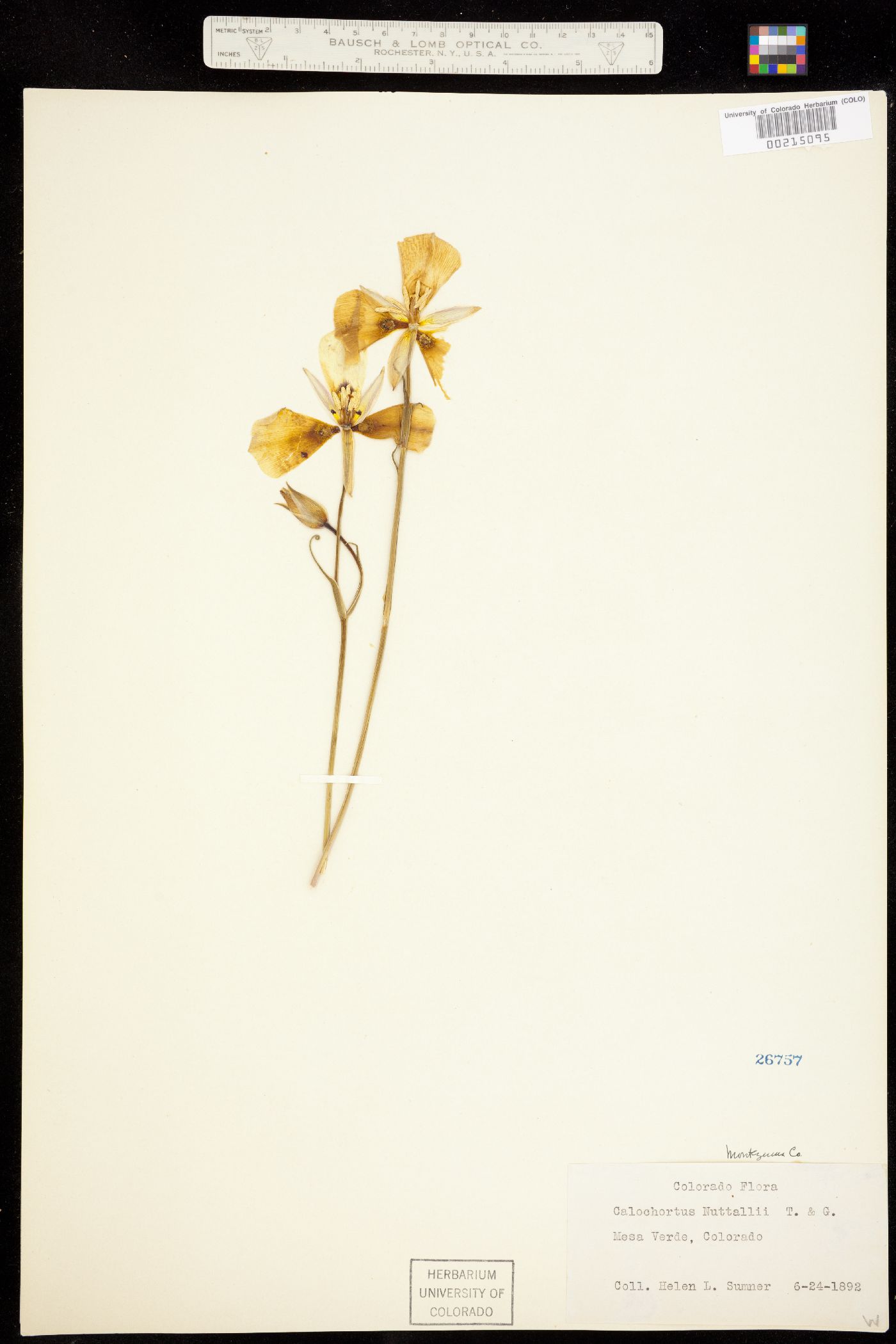 Calochortus nuttallii var. nuttallii image