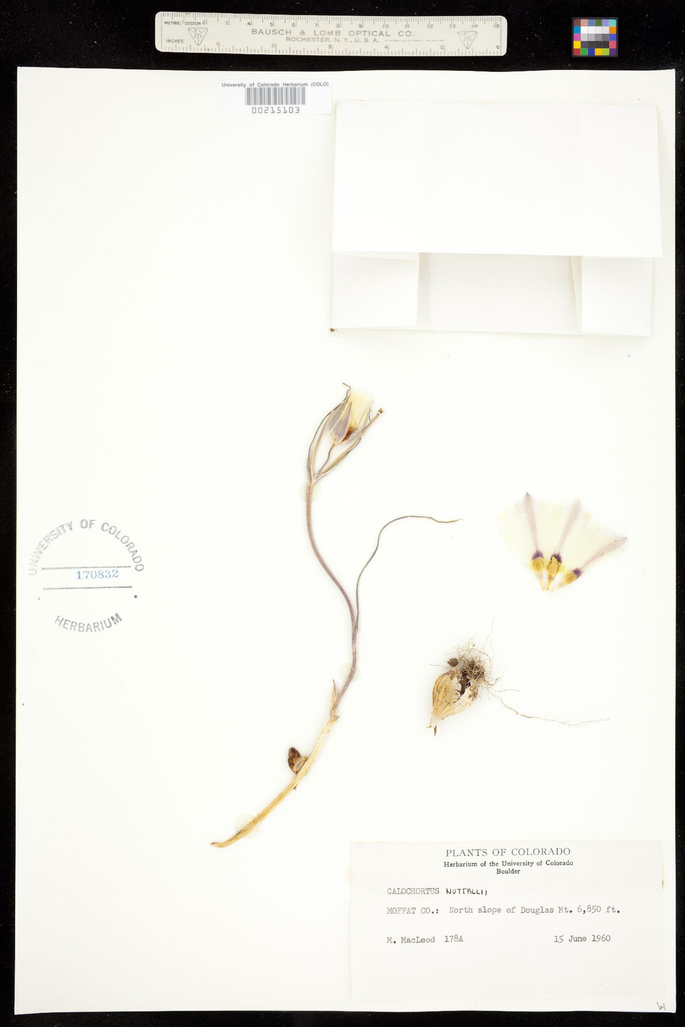 Calochortus image