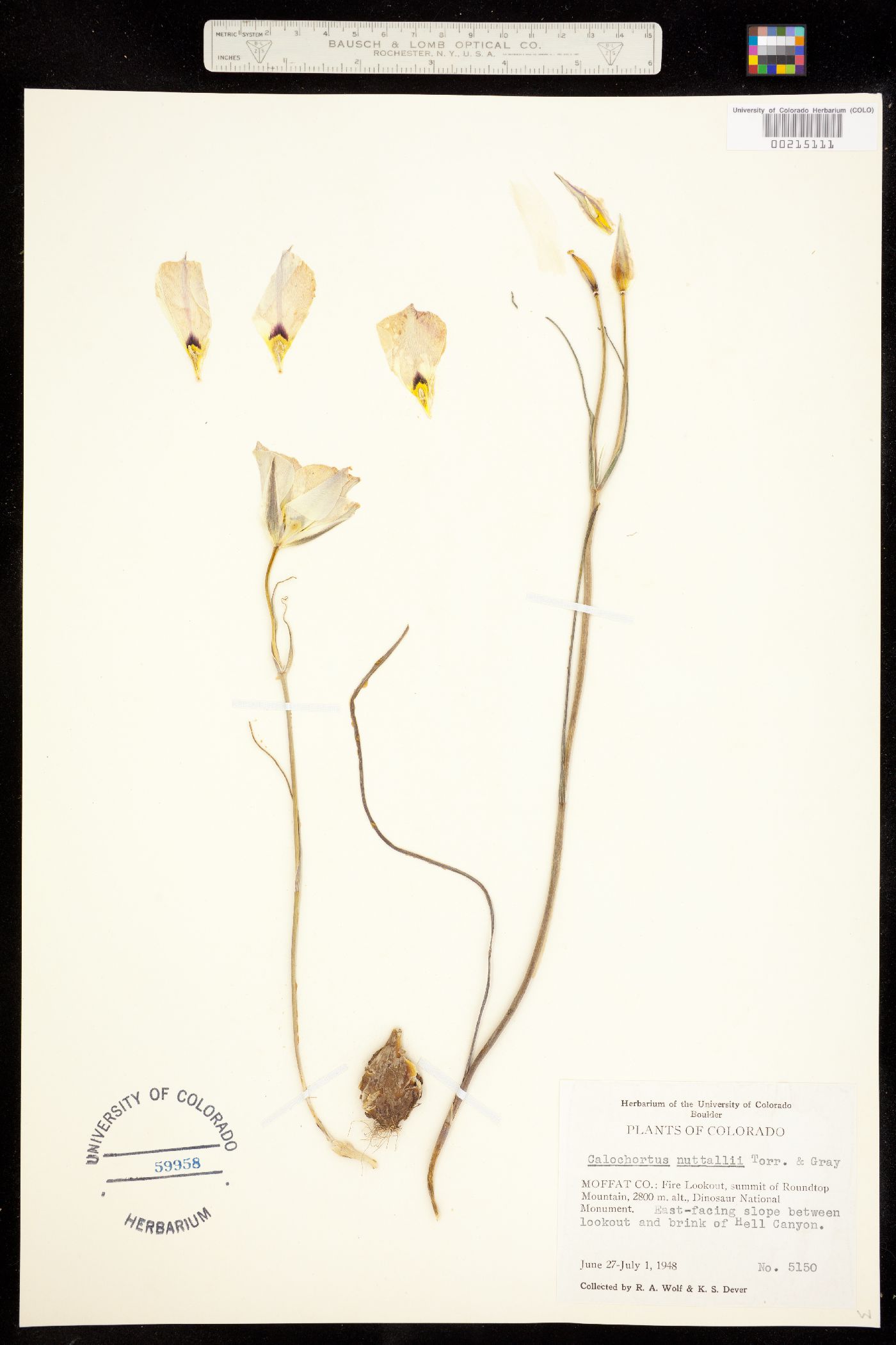Calochortus nuttallii image