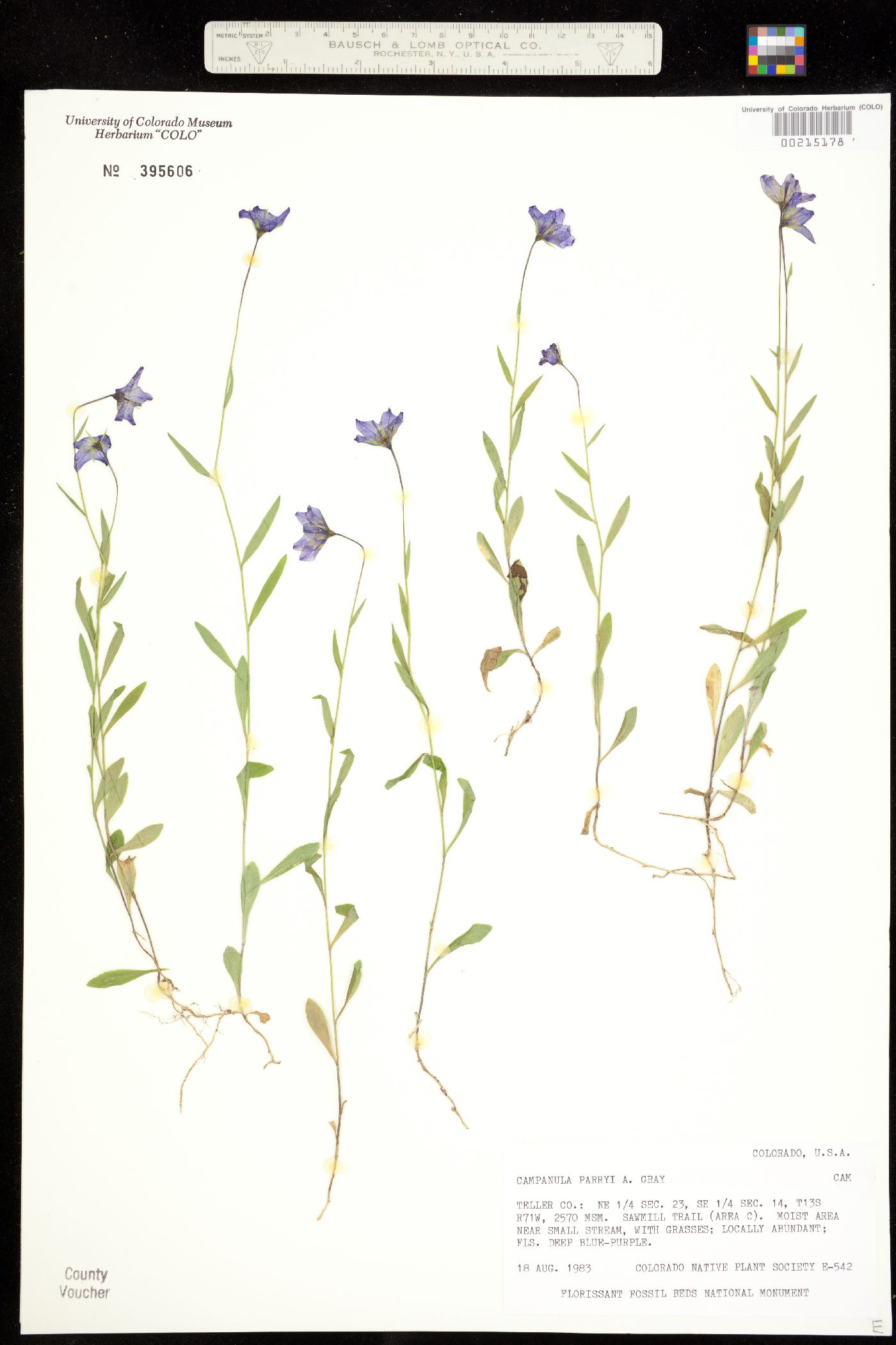 Campanula image