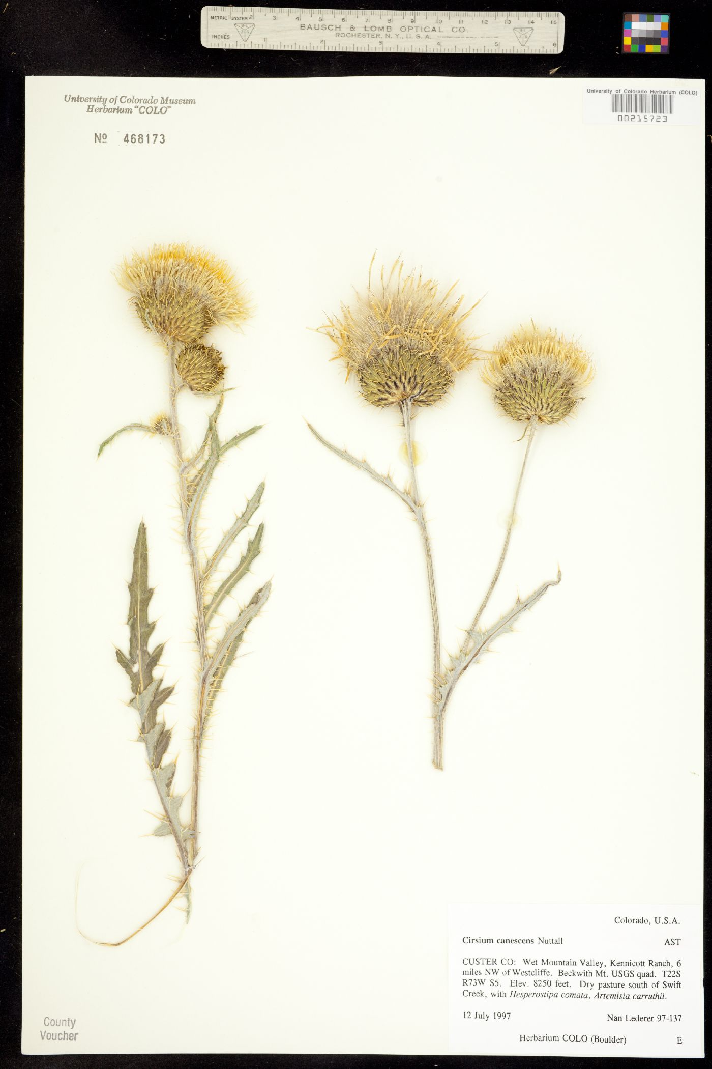 Cirsium canescens image