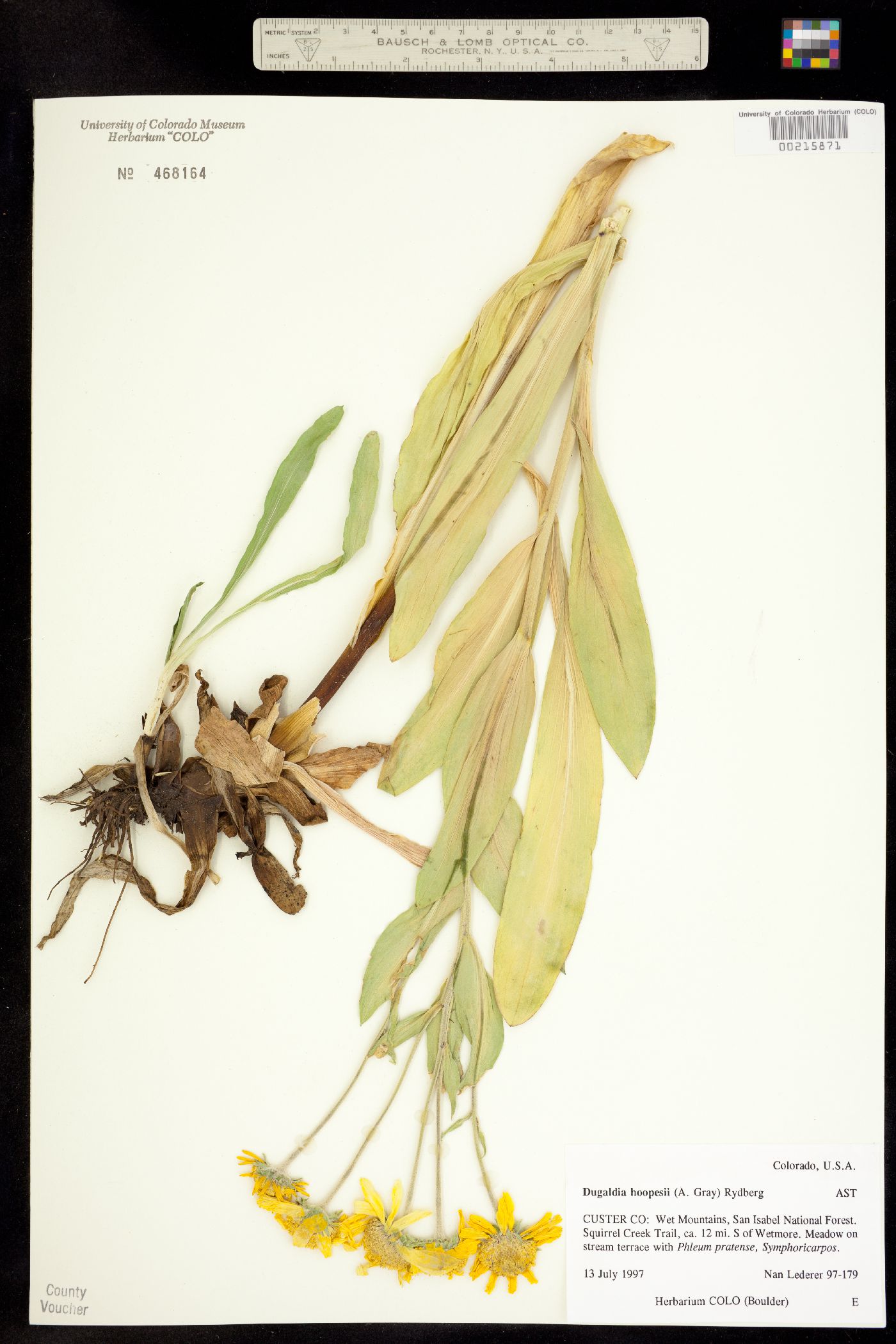 Dugaldia hoopesii image