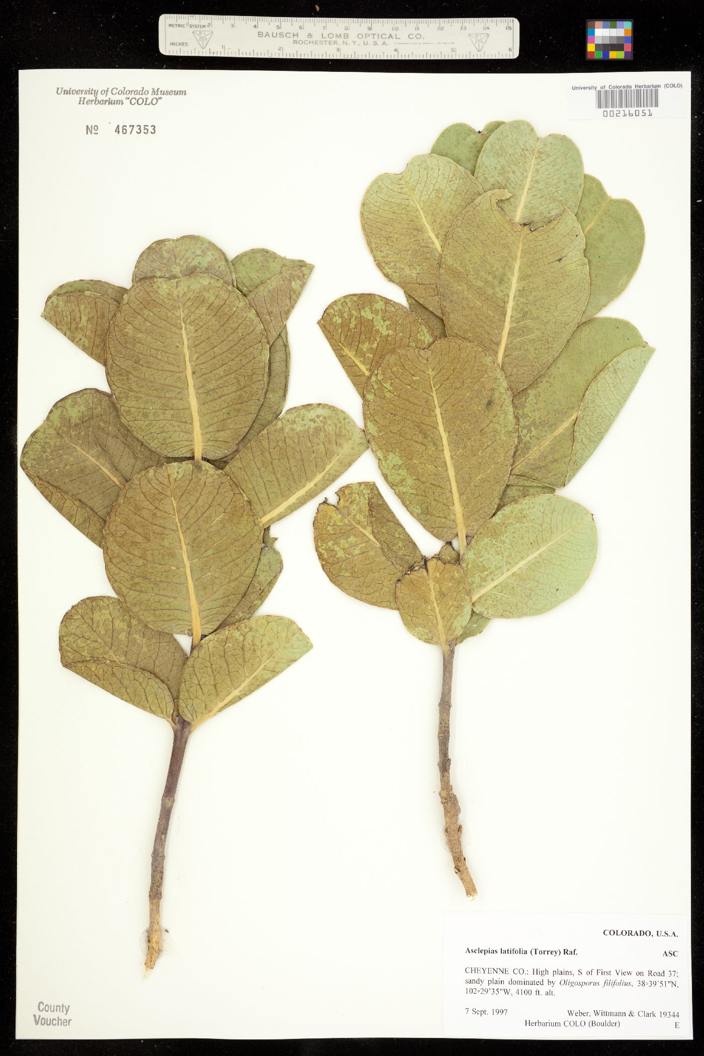 Asclepias latifolia image