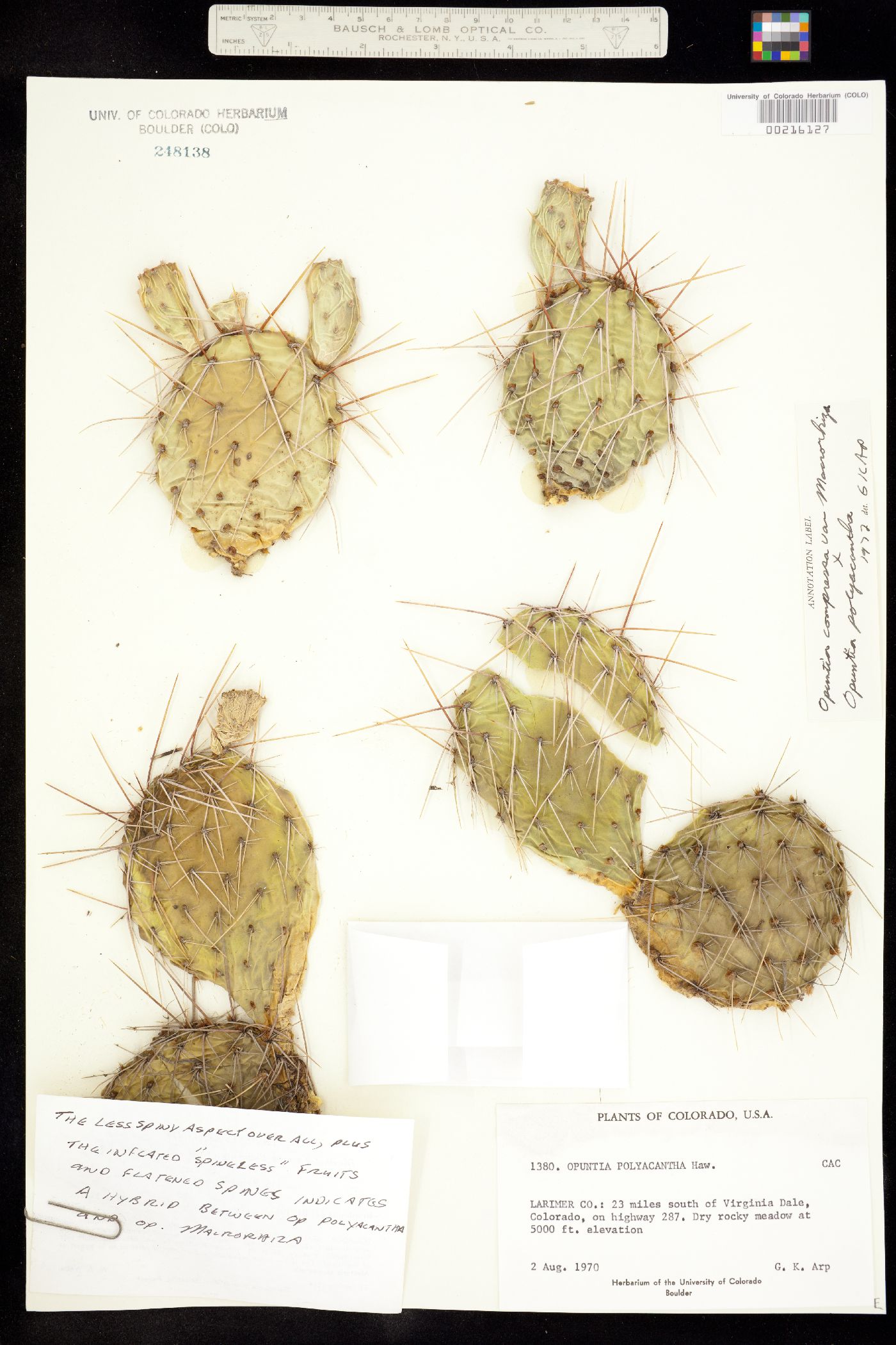 Opuntia image