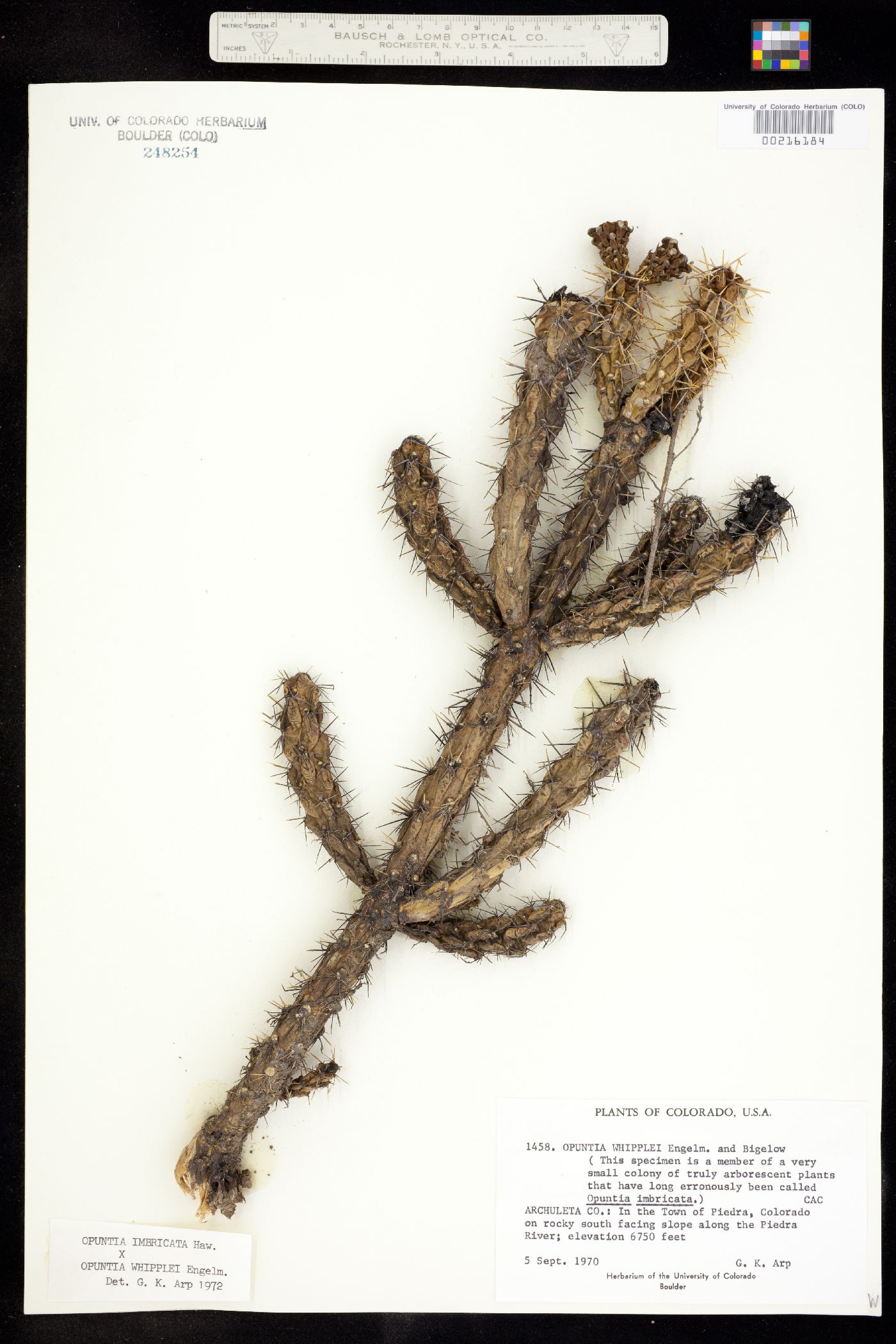 Opuntia hybrid image