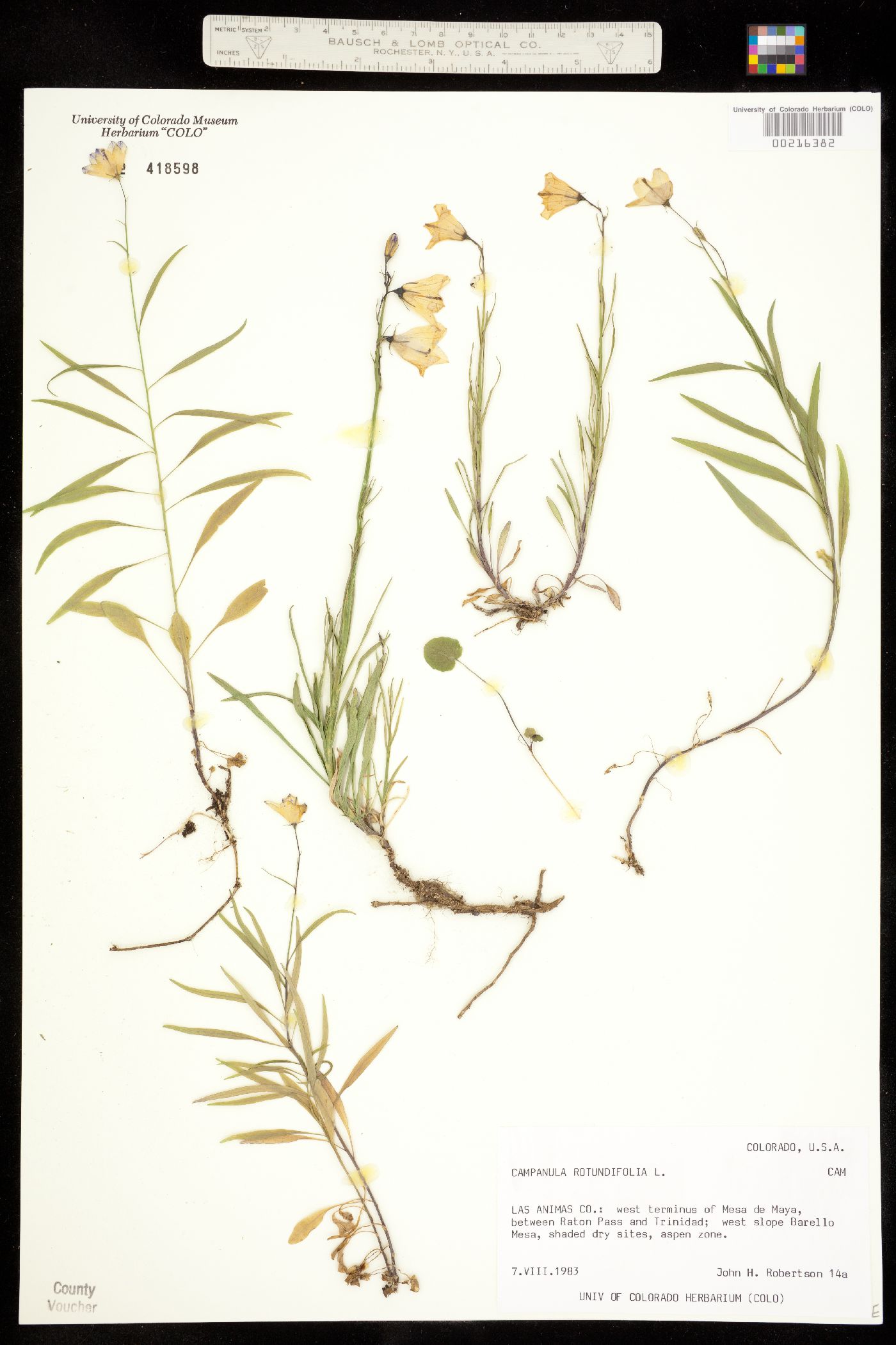 Campanula rotundifolia image