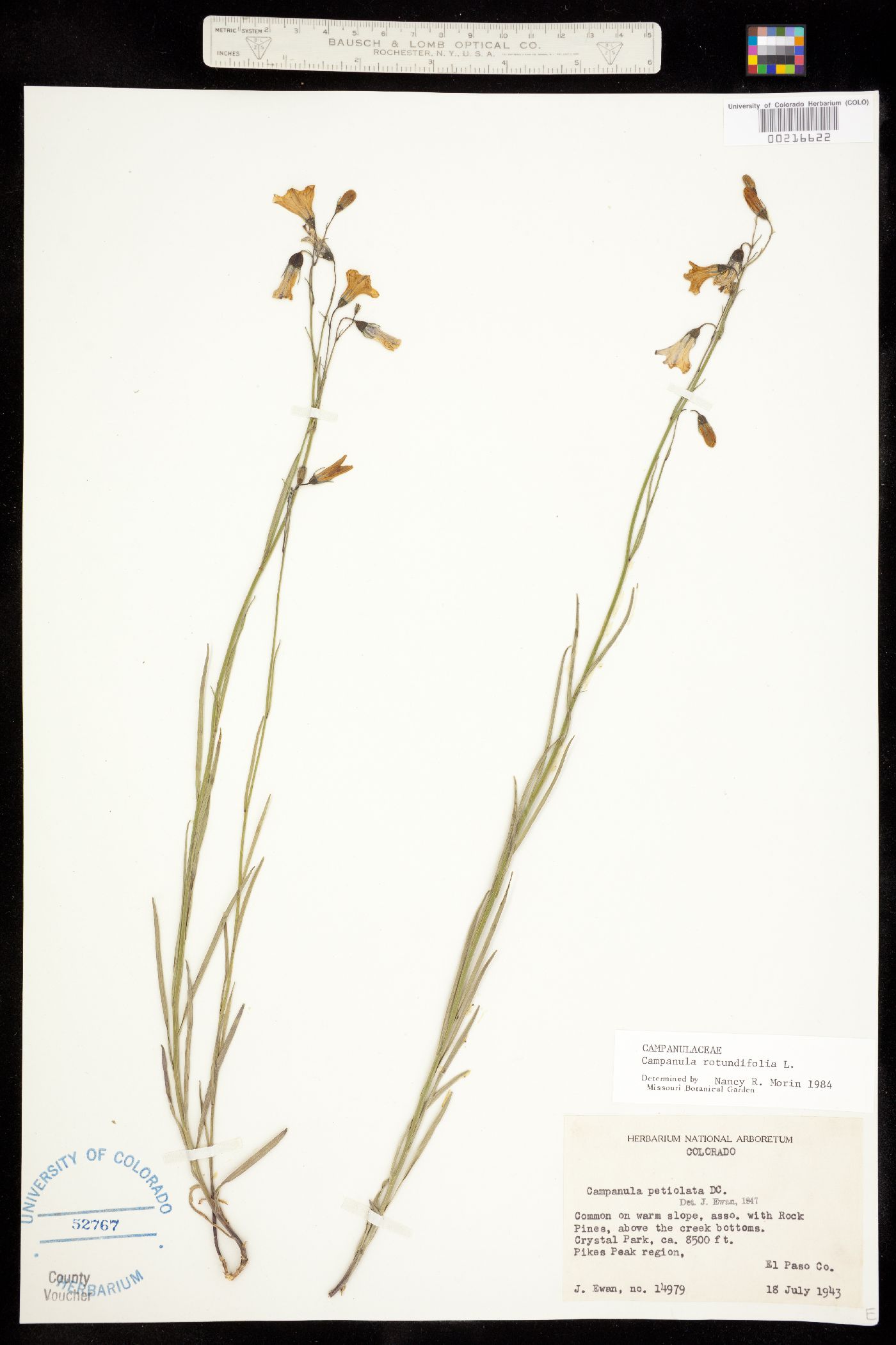 Campanula rotundifolia image