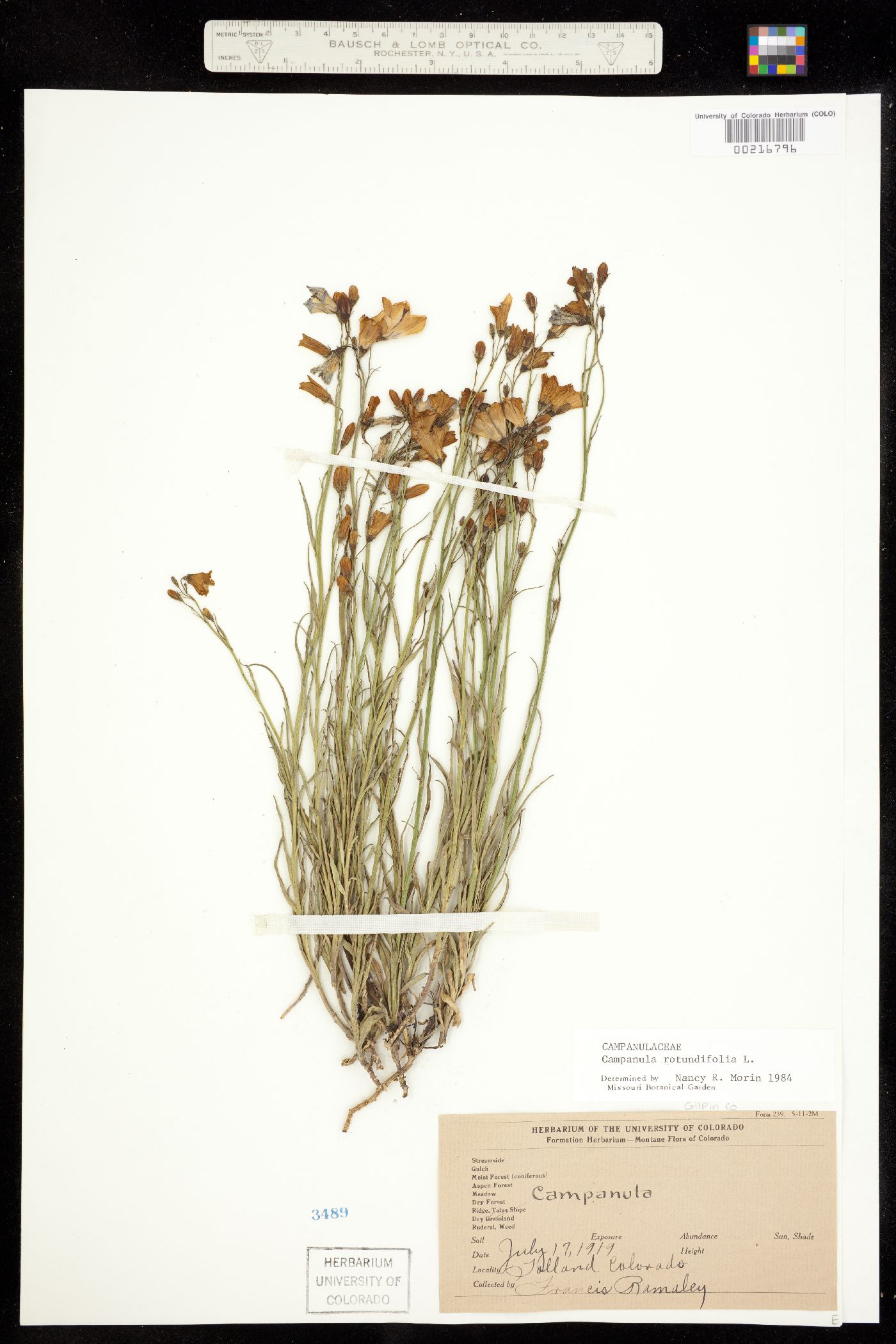 Campanula rotundifolia image