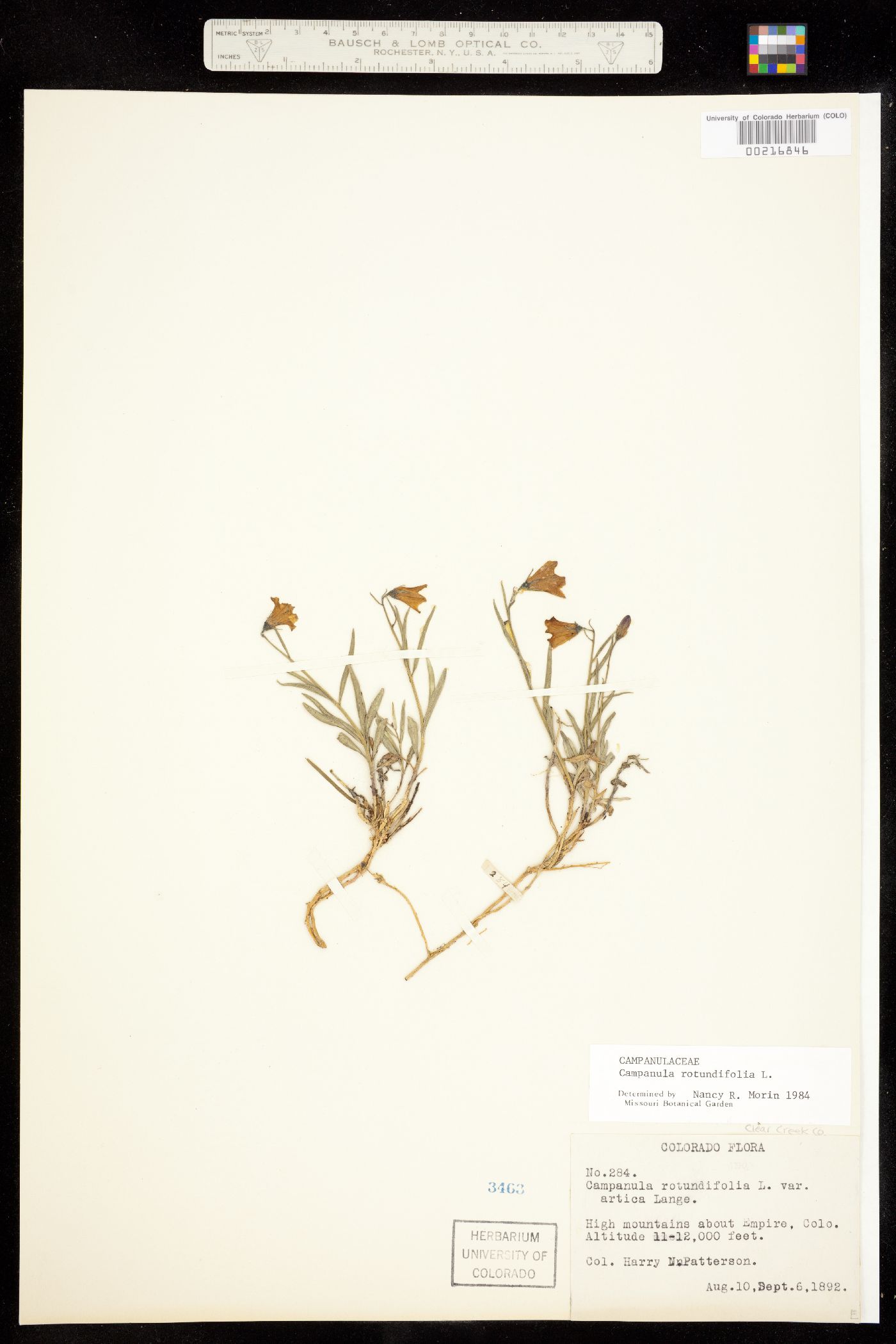 Campanula rotundifolia image