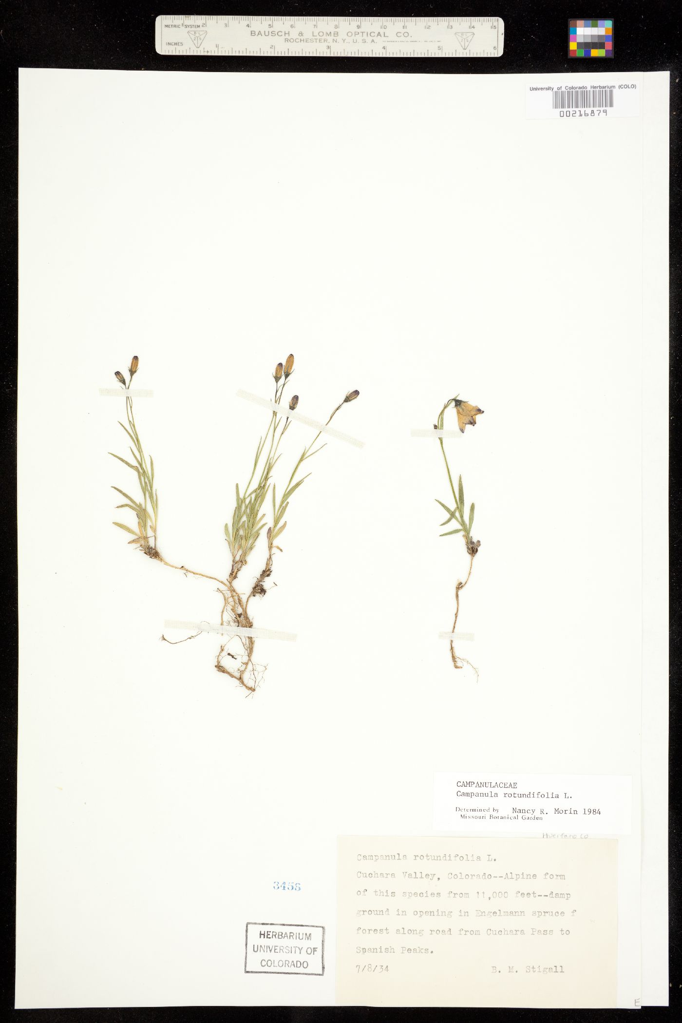 Campanula rotundifolia image