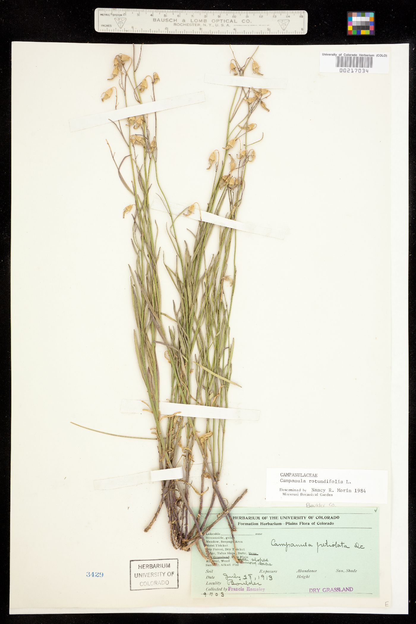 Campanula image