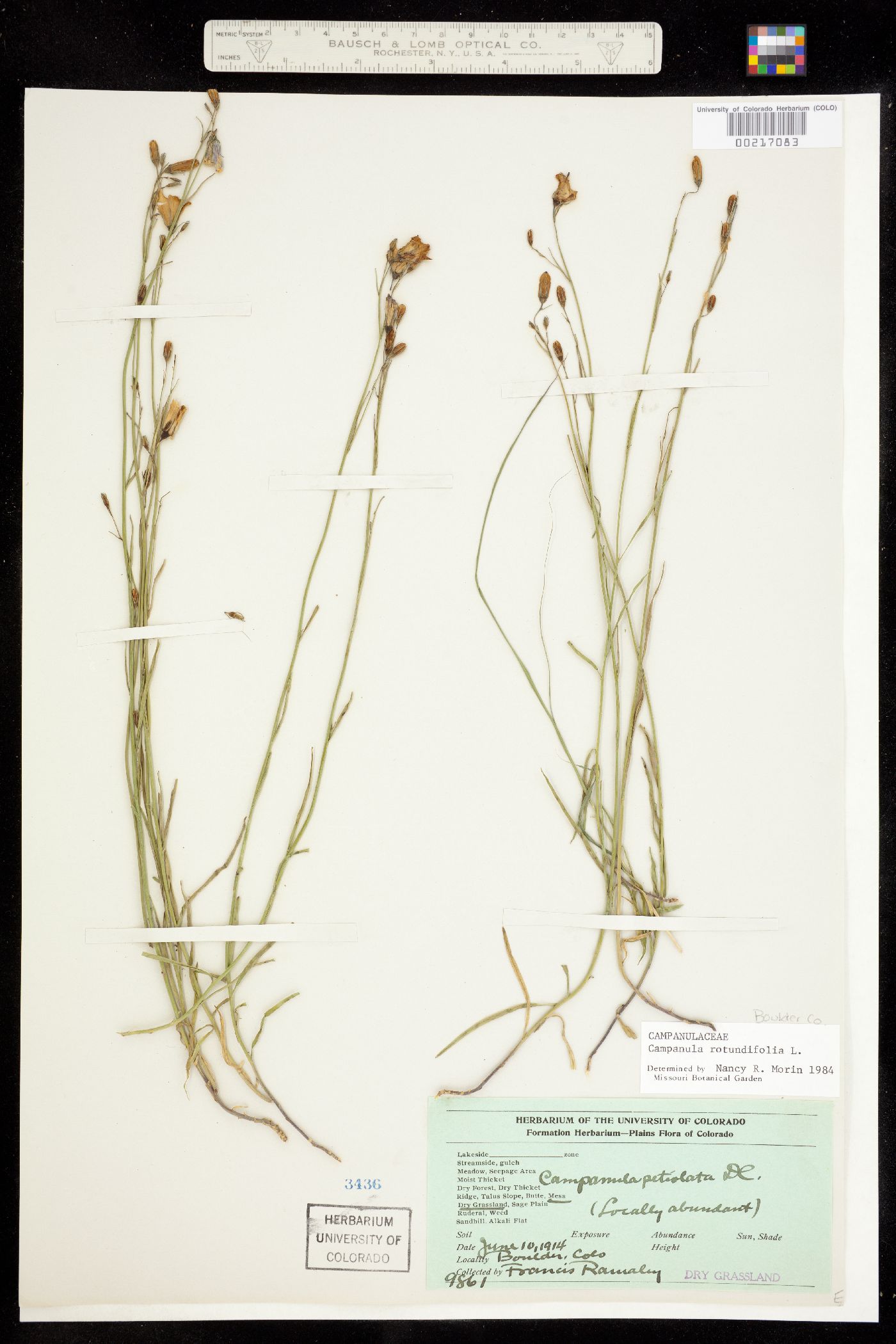 Campanula rotundifolia image