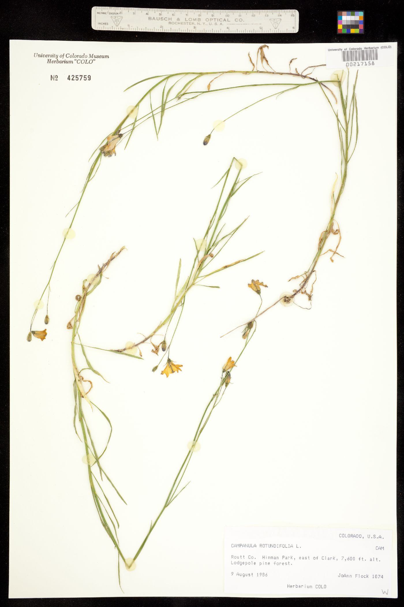 Campanula rotundifolia image