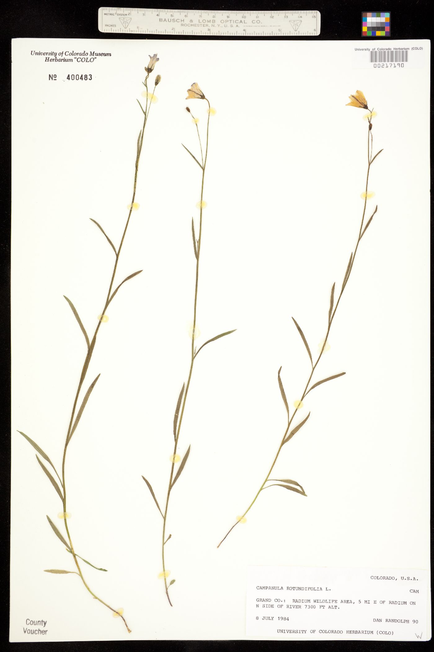 Campanula rotundifolia image