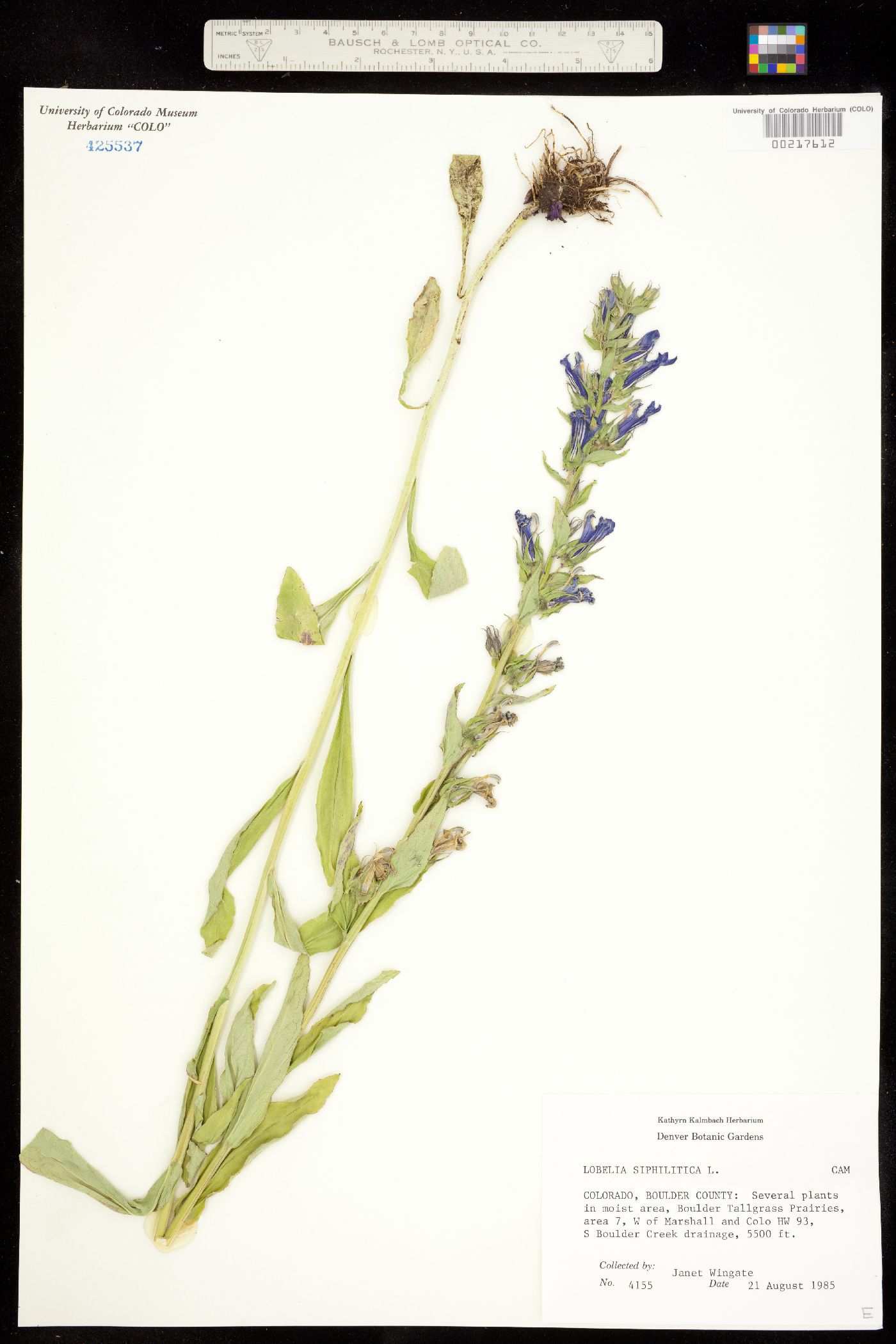 Lobelia siphilitica image