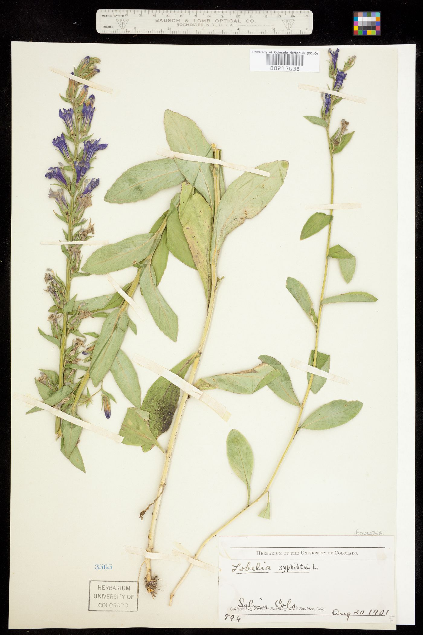 Lobelia siphilitica image