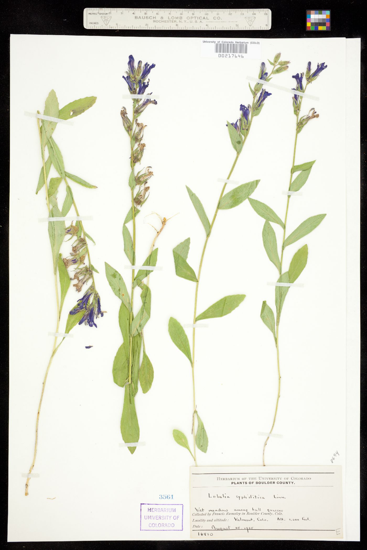 Lobelia siphilitica var. ludoviciana image