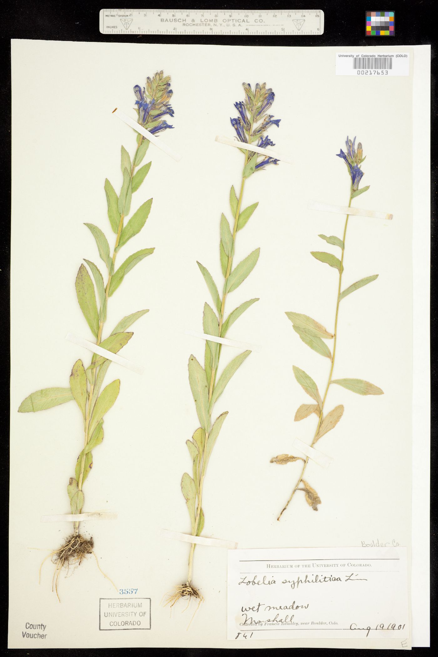 Lobelia siphilitica image
