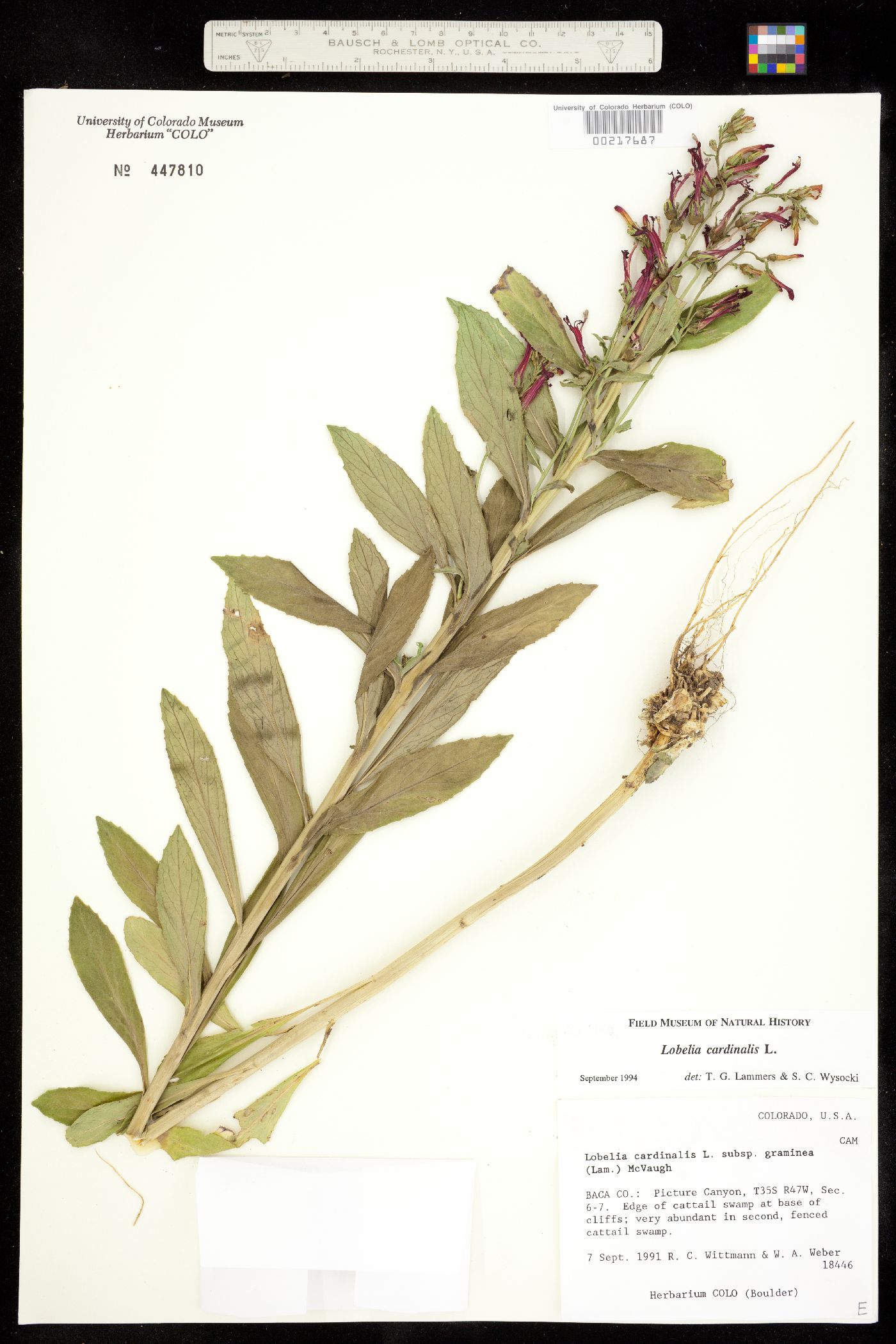 Lobelia cardinalis image
