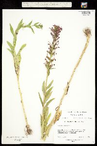 Lobelia cardinalis subsp. graminea image