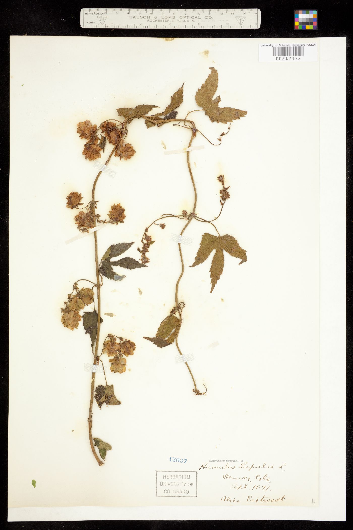 Humulus lupulus image