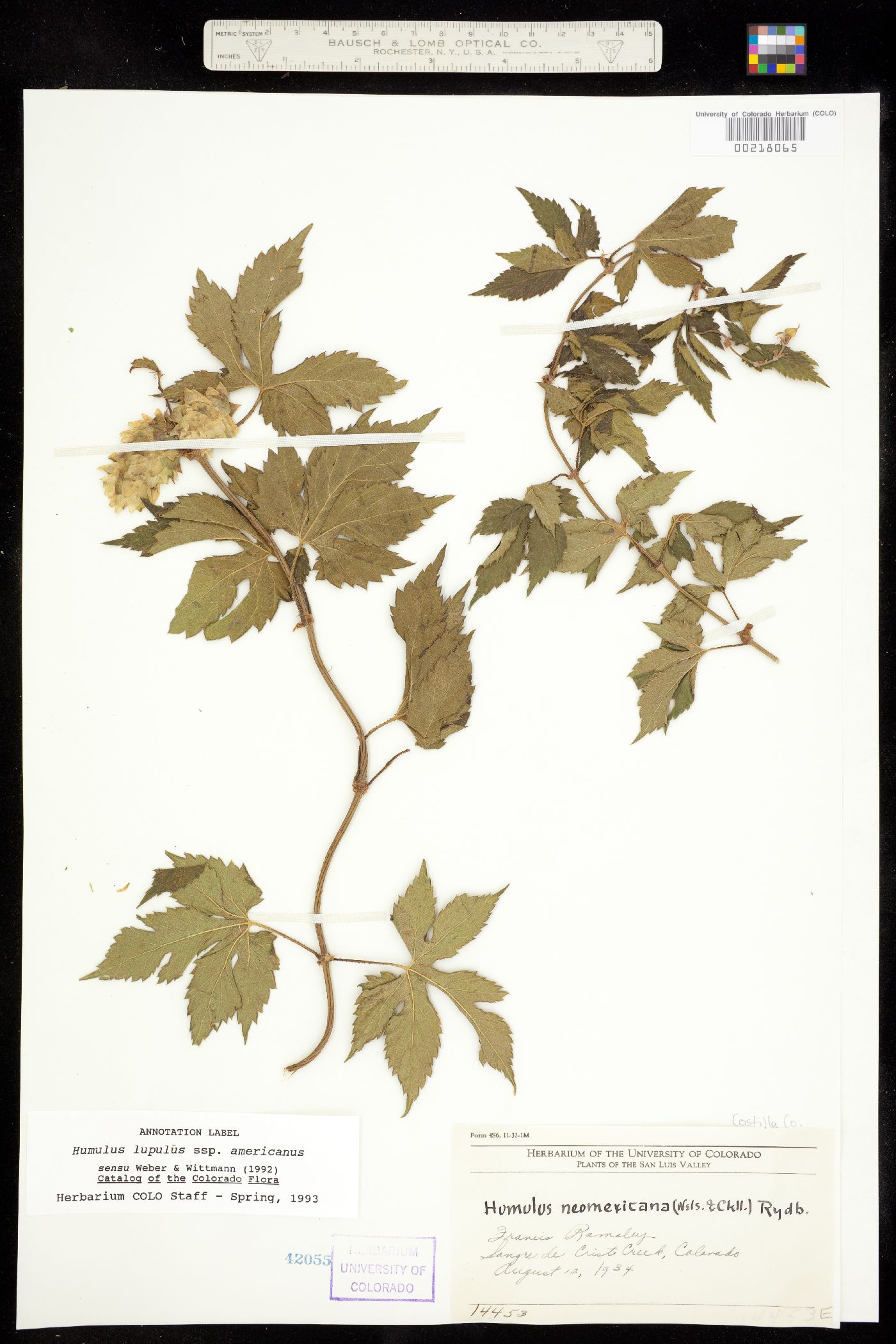 Humulus lupulus var. lupuloides image