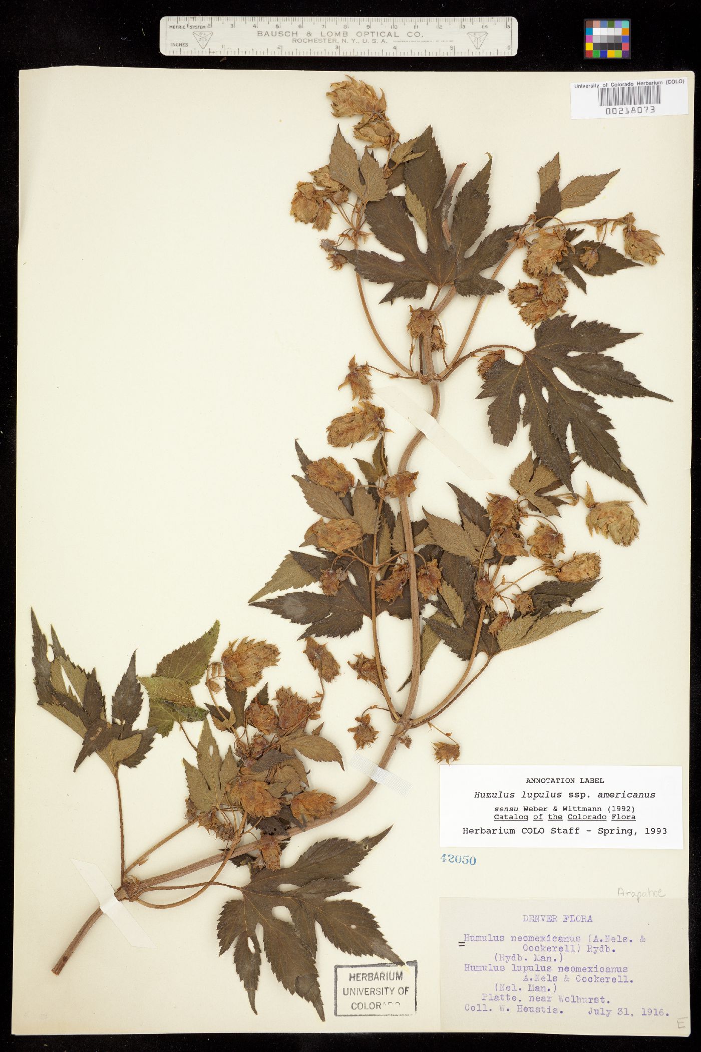 Humulus image