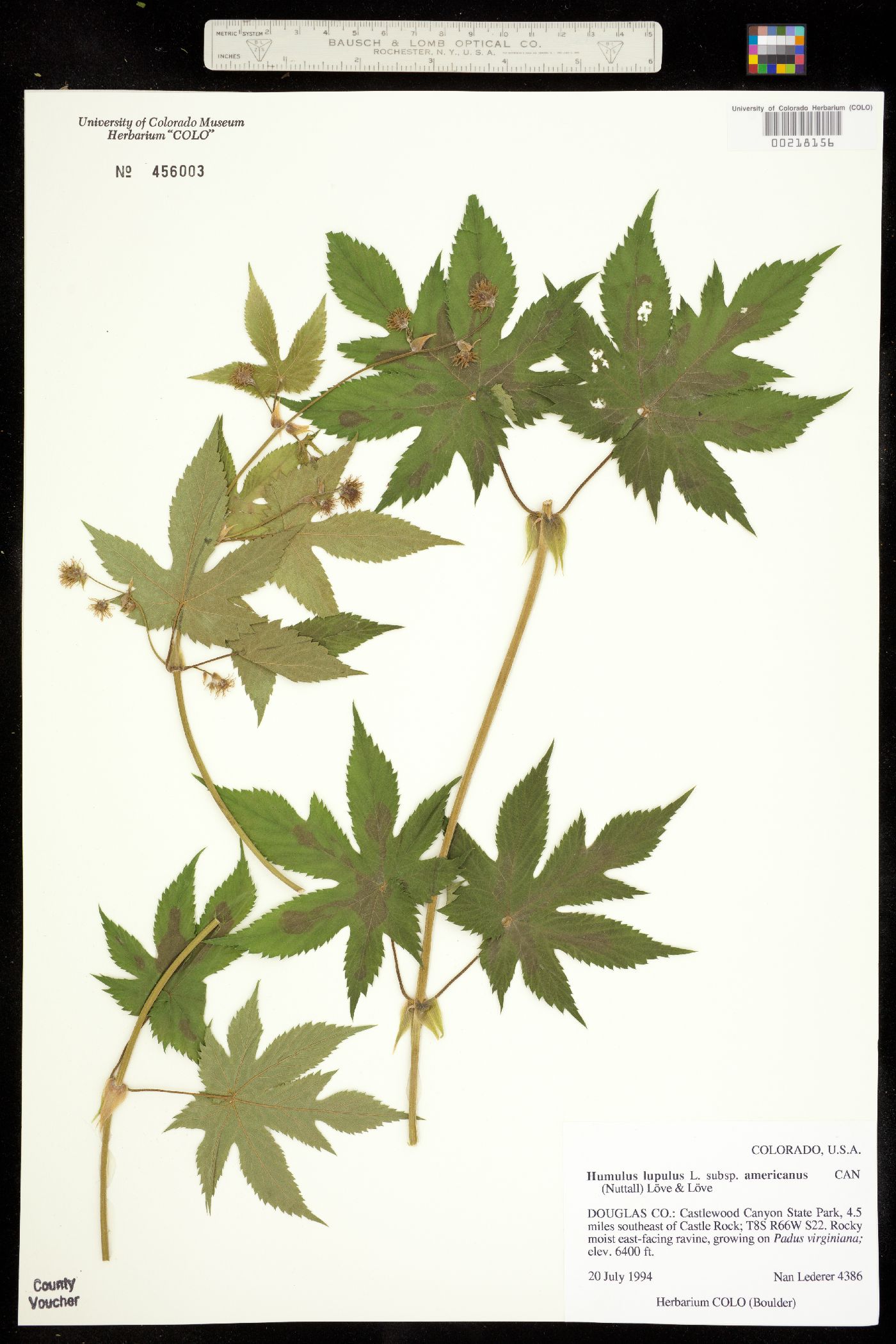 Cannabaceae image